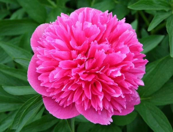 Paeonia rosea plena.jpg