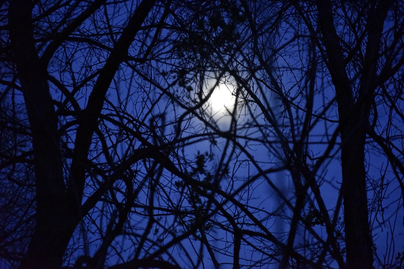 The moon shines through trees during a lunar gathering at Oak Spirit Sanctuary on Saturday, April 8, 2017. Community members celebrate the full moon every month, with each month's moon representing a different theme that corresponds with the season and connects the community with the earth.