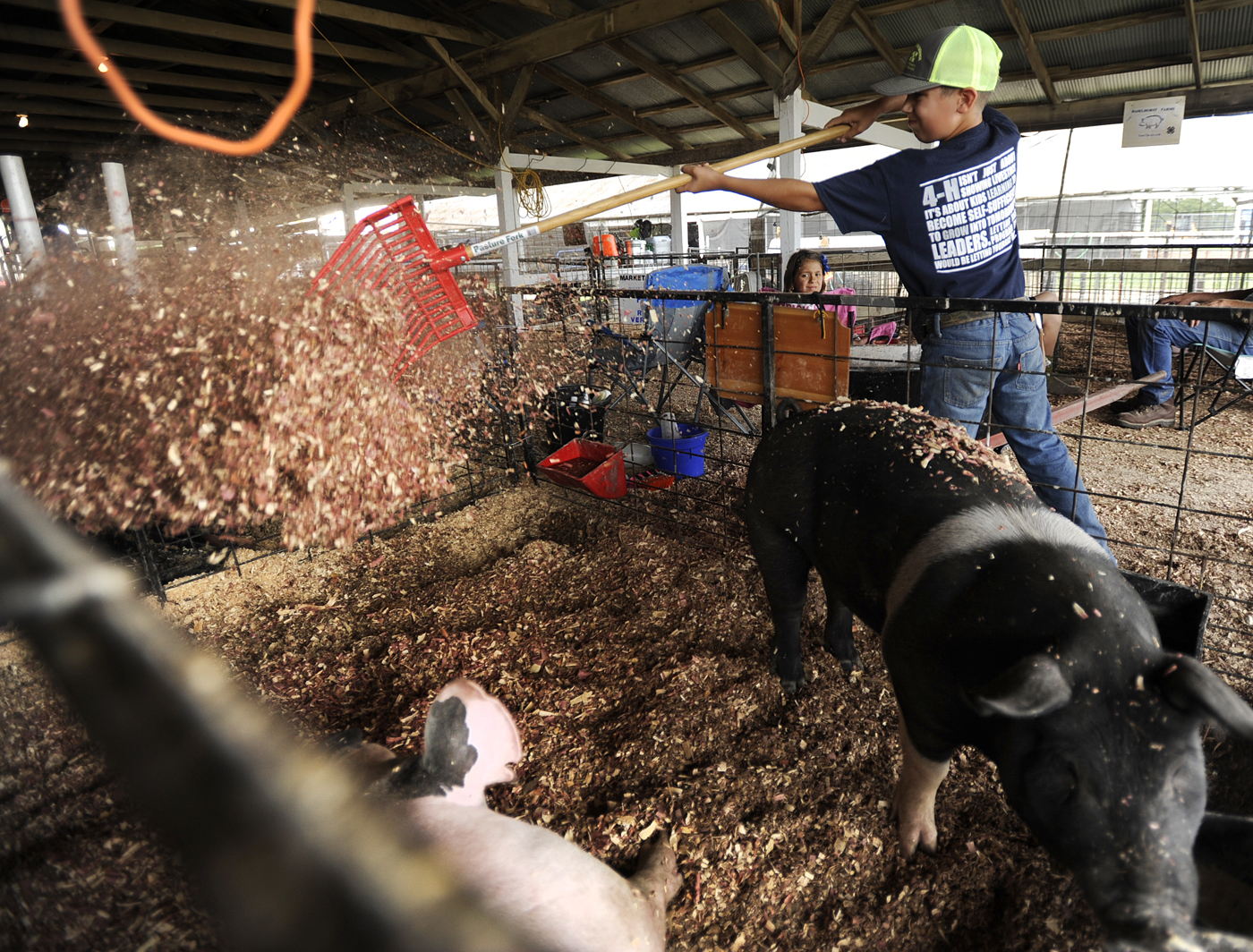 Ethan Strobel, 10, of Russelville, shovels fresh chips into the pen for his pigs at the Cole County Fair at Jefferson City Jaycee Fairgrounds on Monday, July 31, 2017. Strobel cleaned their pen before washing them in preparation for the show.