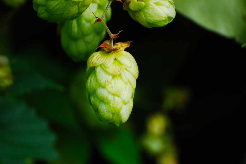 hops-still-alive-2-1351342.jpg