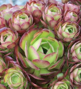 'Blushing Beauty' aeonium*
