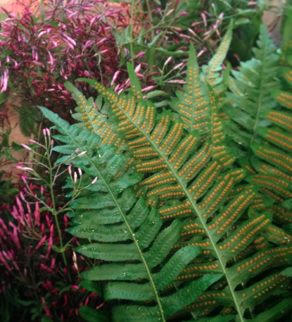 Screen Shot 2018-03-27 at 3.24.02 PM.png