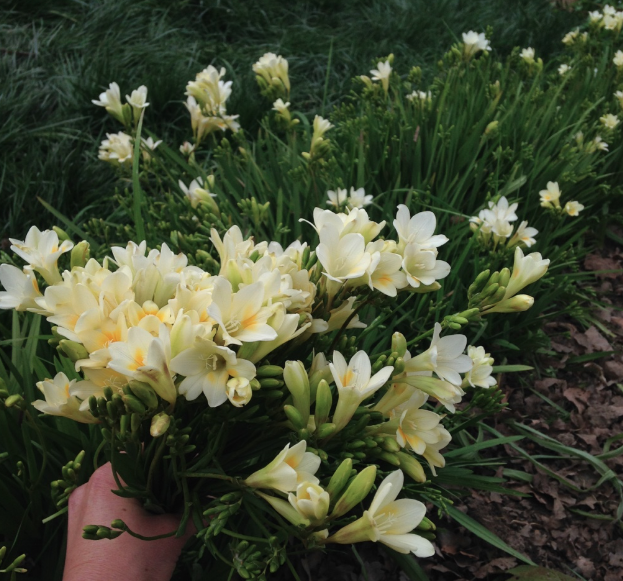 Screen Shot 2018-03-27 at 3.23.38 PM.png