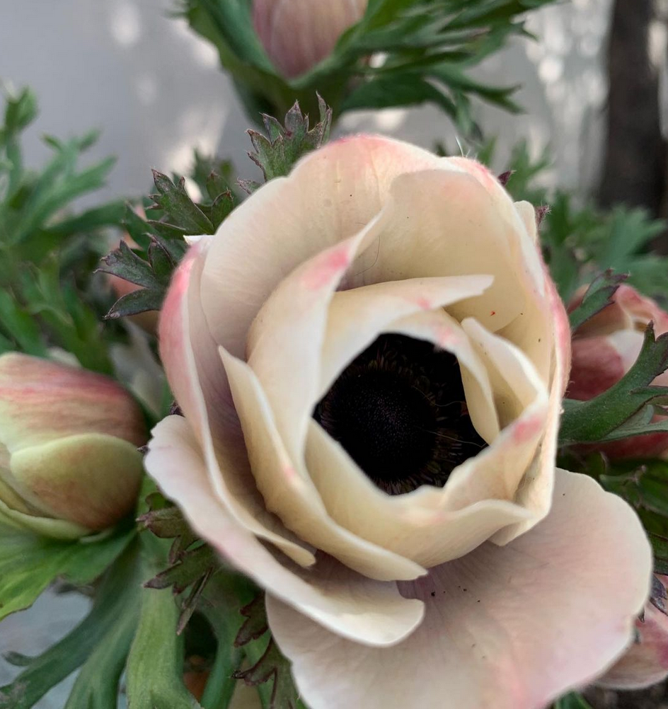 Screen Shot 2021-01-26 at 2.02.22 PM.png