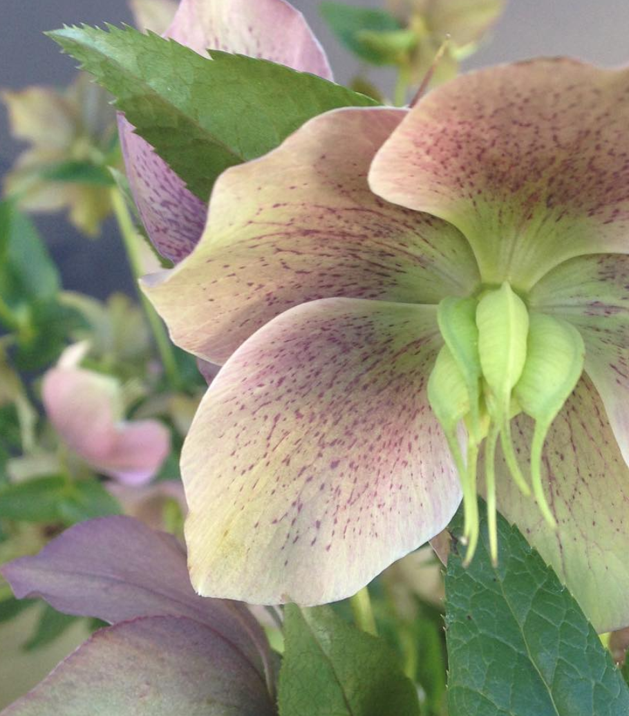 Screen Shot 2021-01-26 at 2.10.49 PM.png