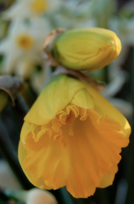 Screen Shot 2021-02-09 at 11.29.59 AM.png