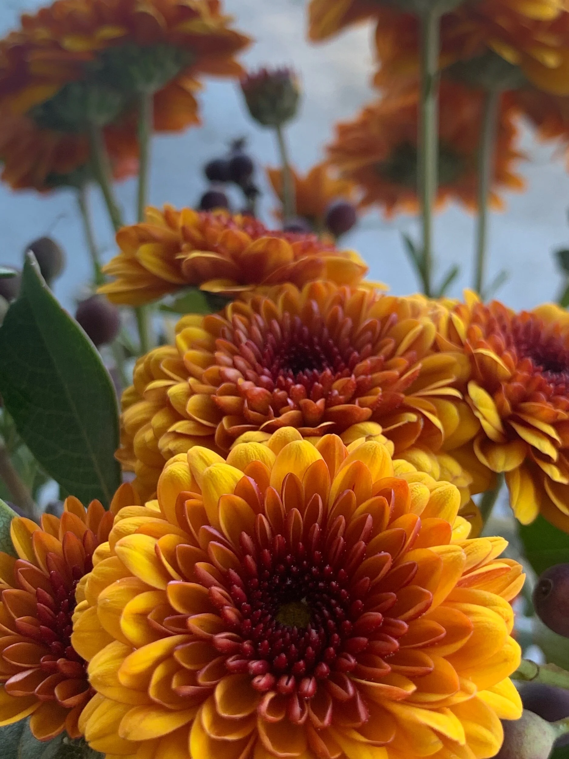 975D6408-460A-4EC4-BAC5-EAE48DA773D4