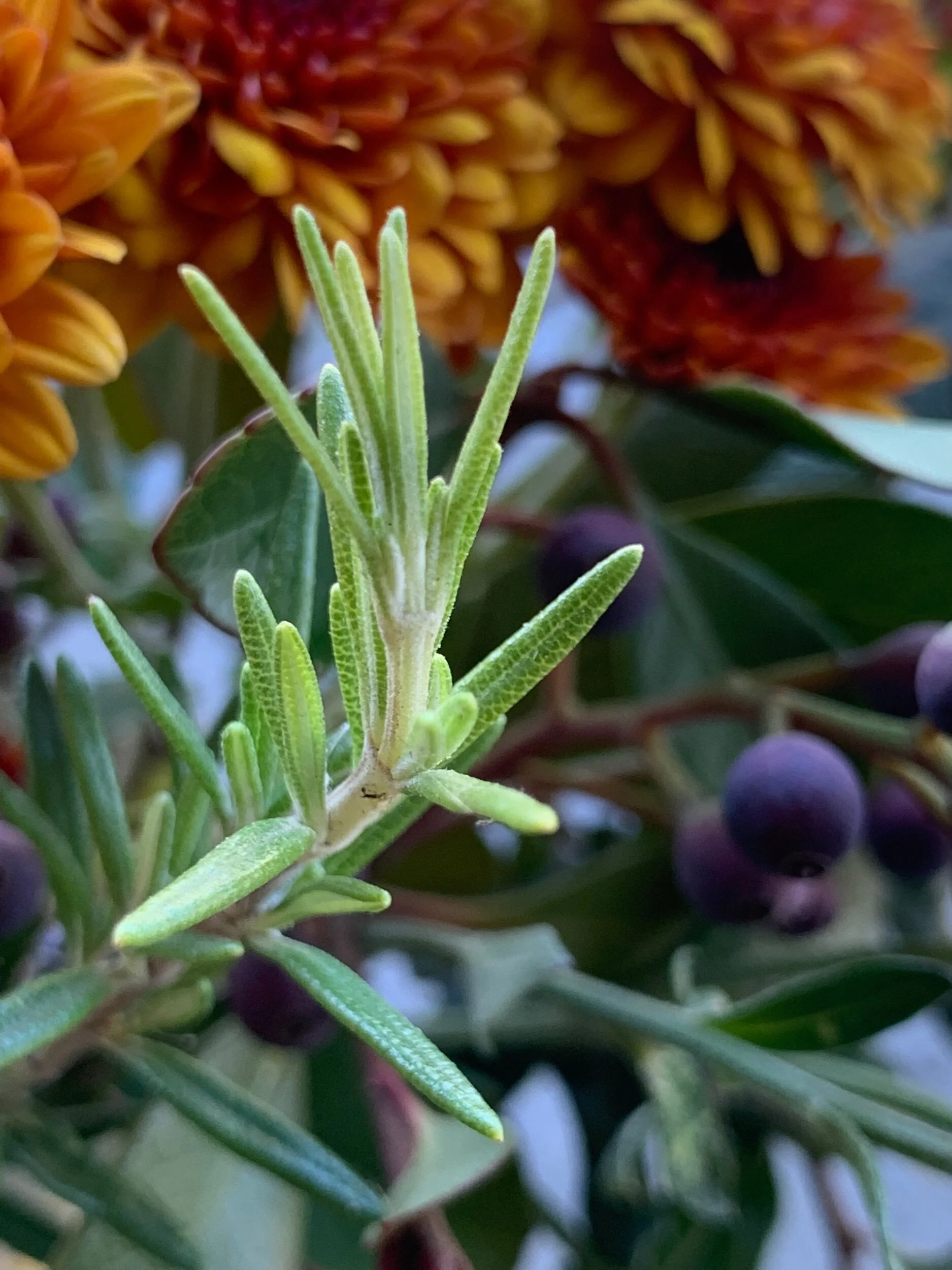 11CEAC12-1D04-43BA-B688-1585254DEA35