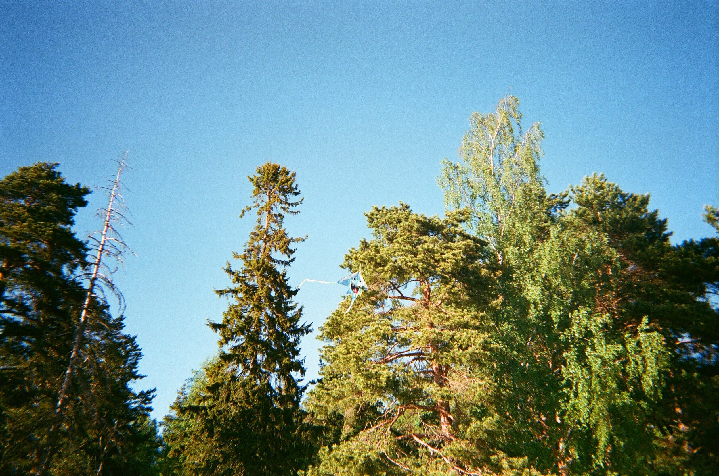 image8.jpeg