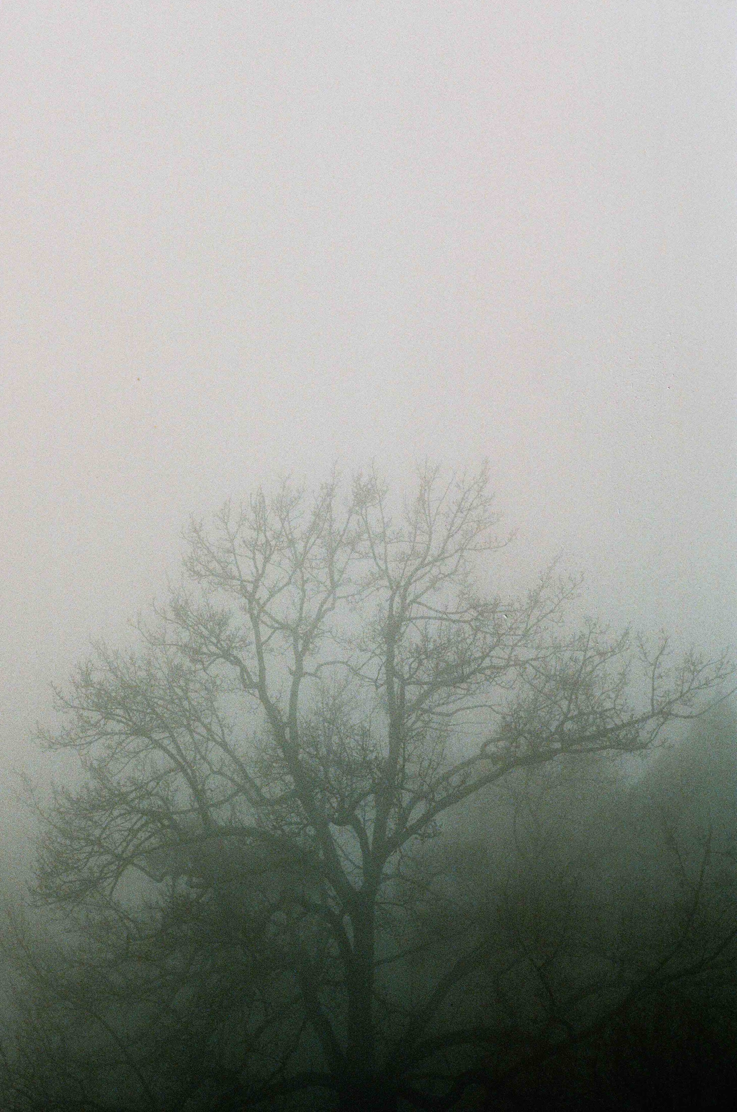 Lone tree fog V 3mb.jpeg