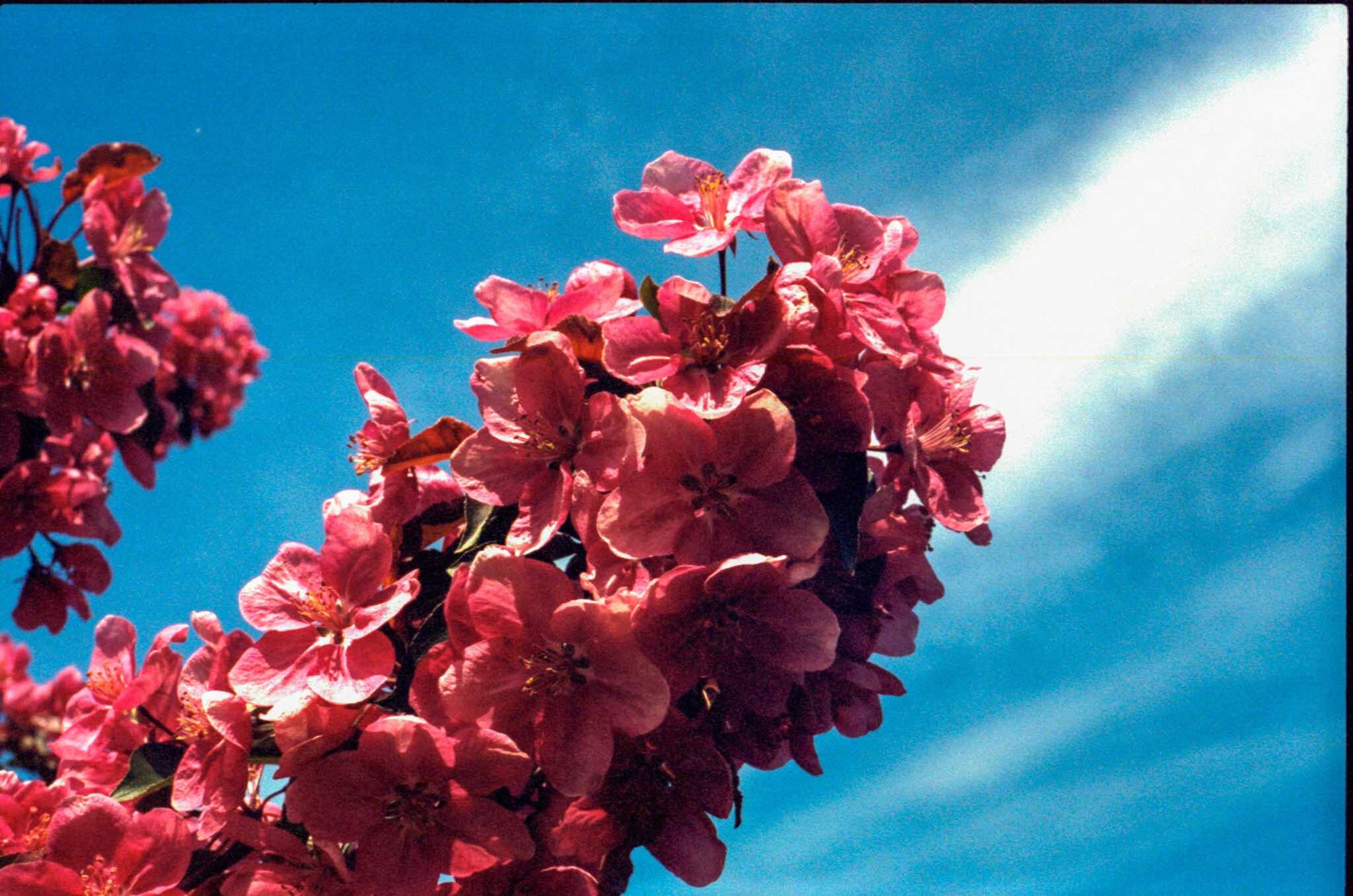 flowerspink.jpeg