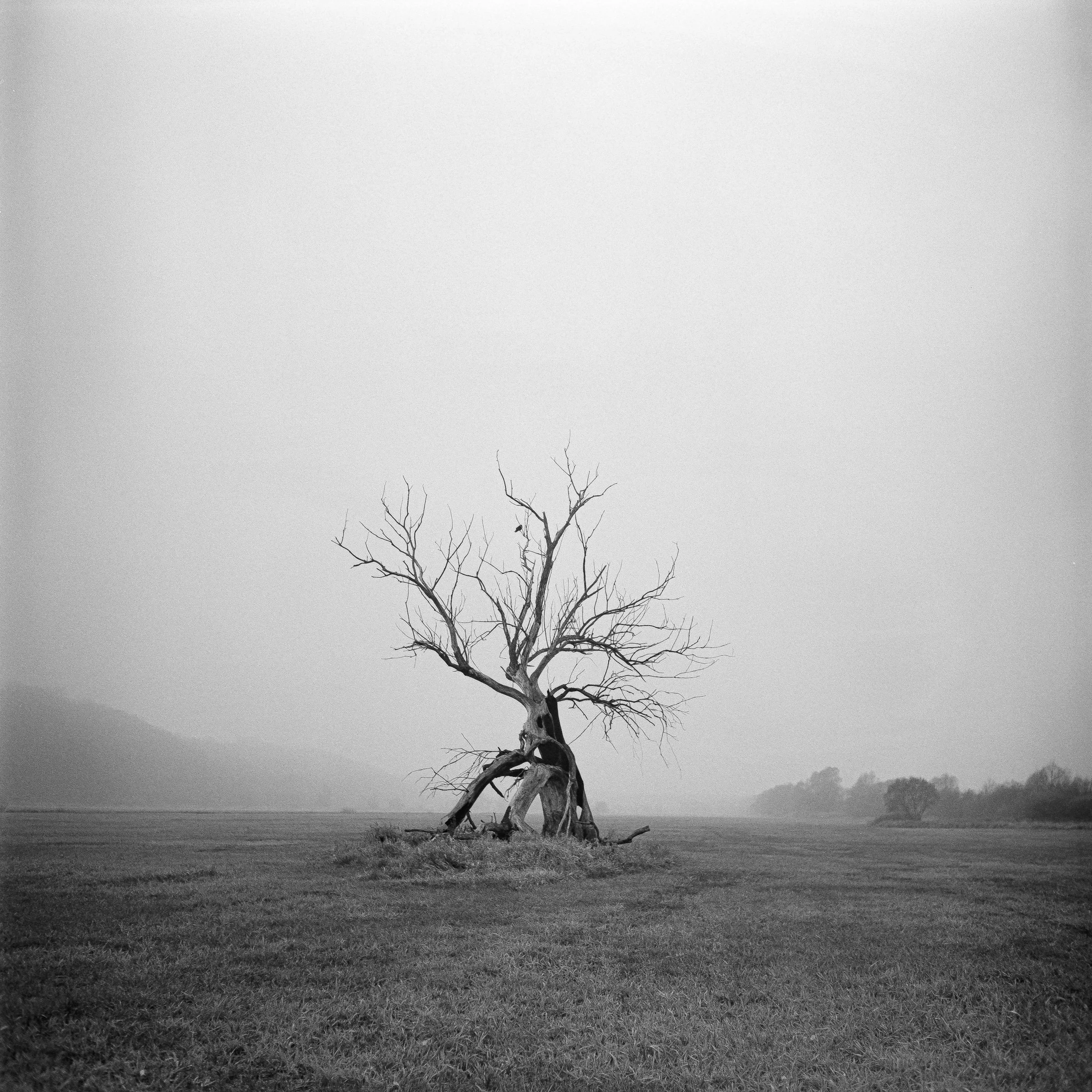 Yashica-D-HP5P-12_Original.jpg