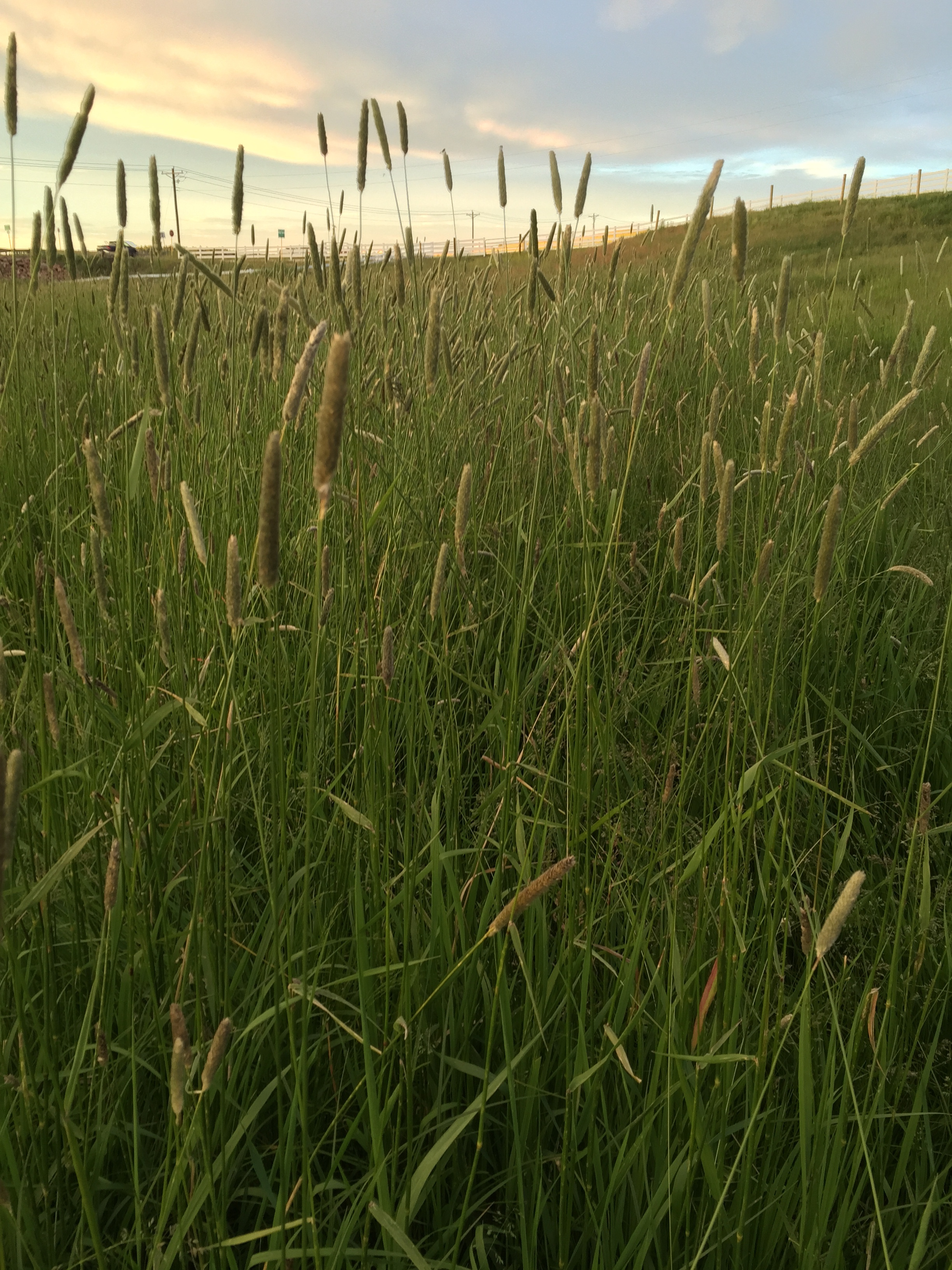 Grass is the factory