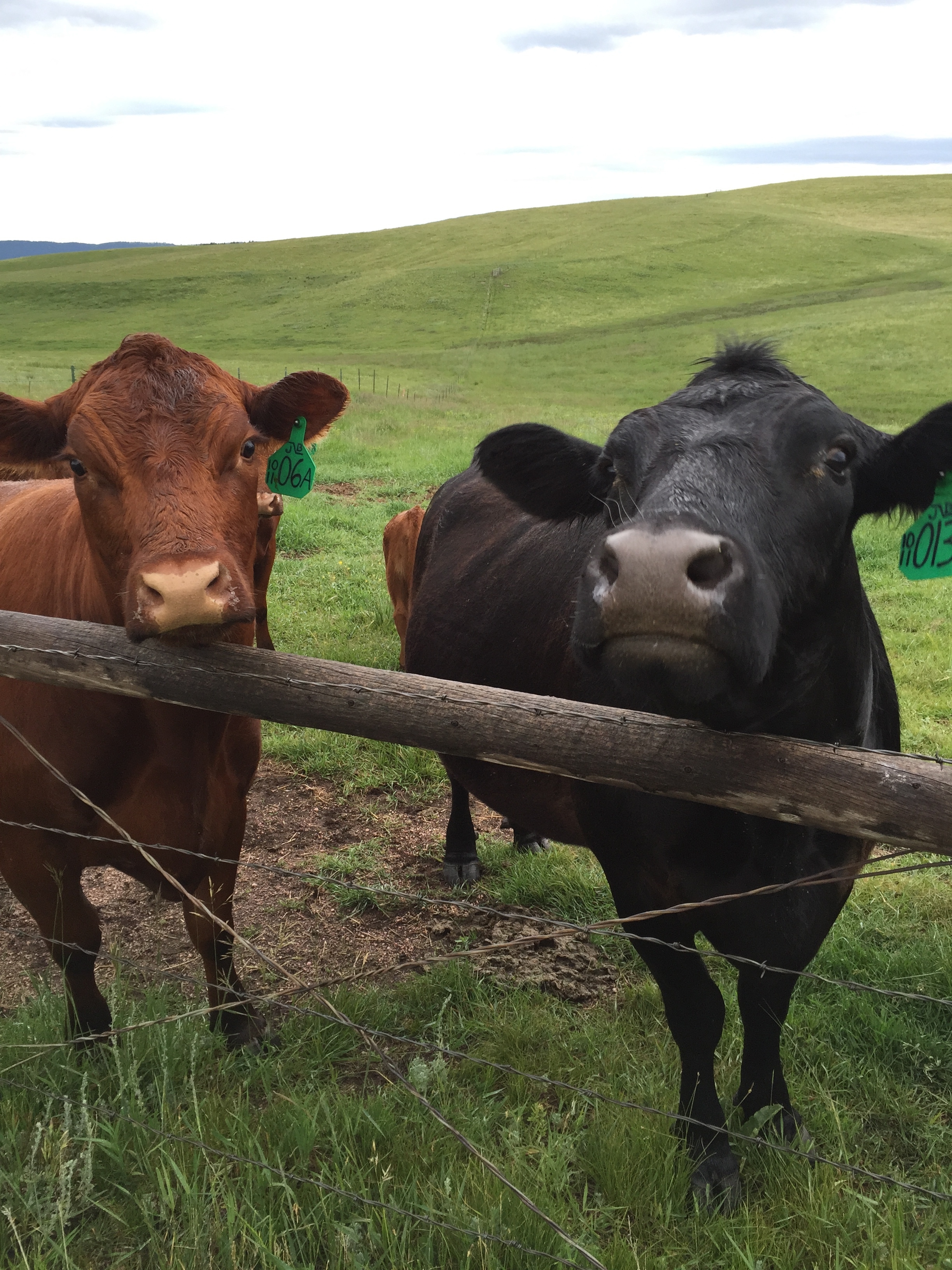 Happy Cows