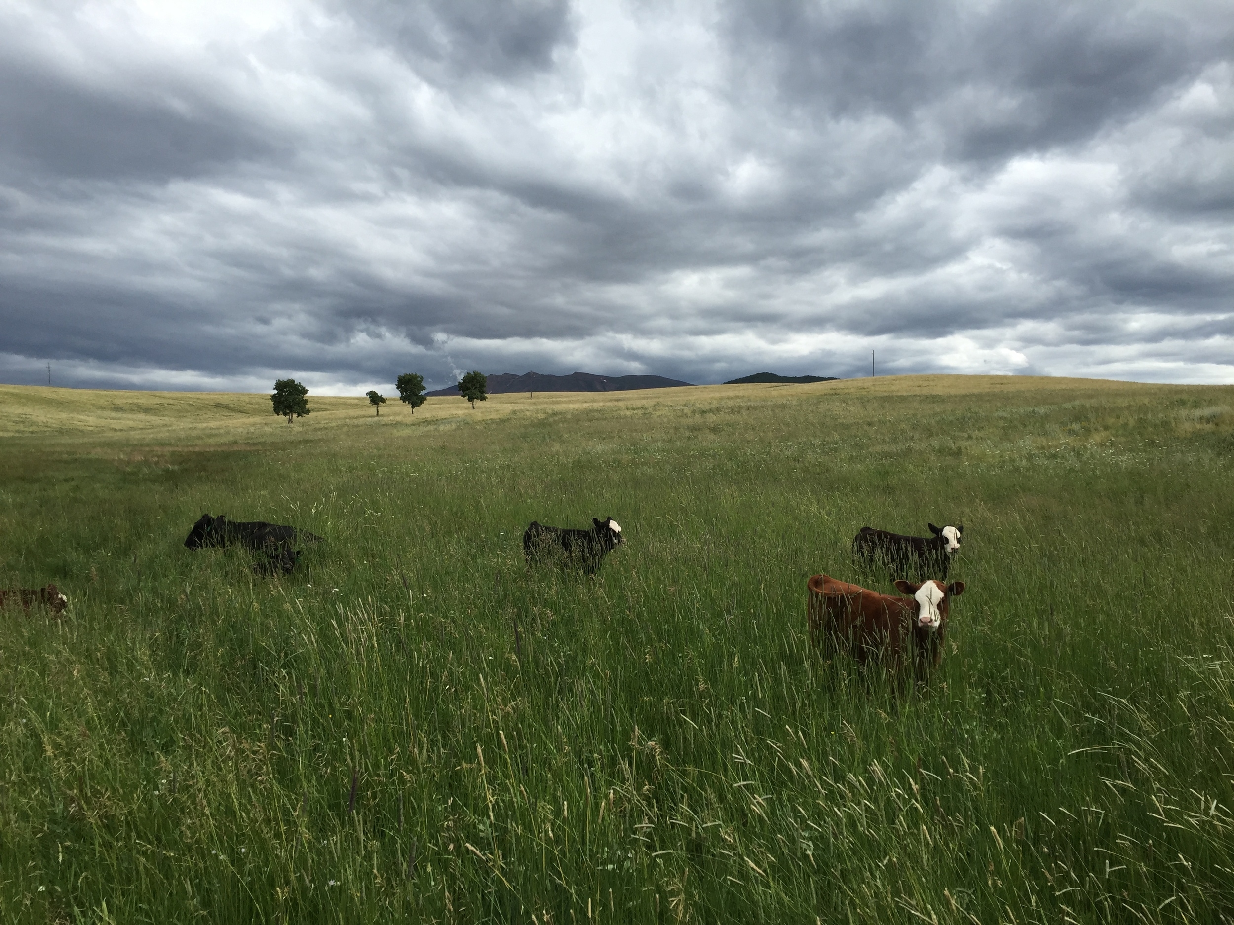 Calves on grass