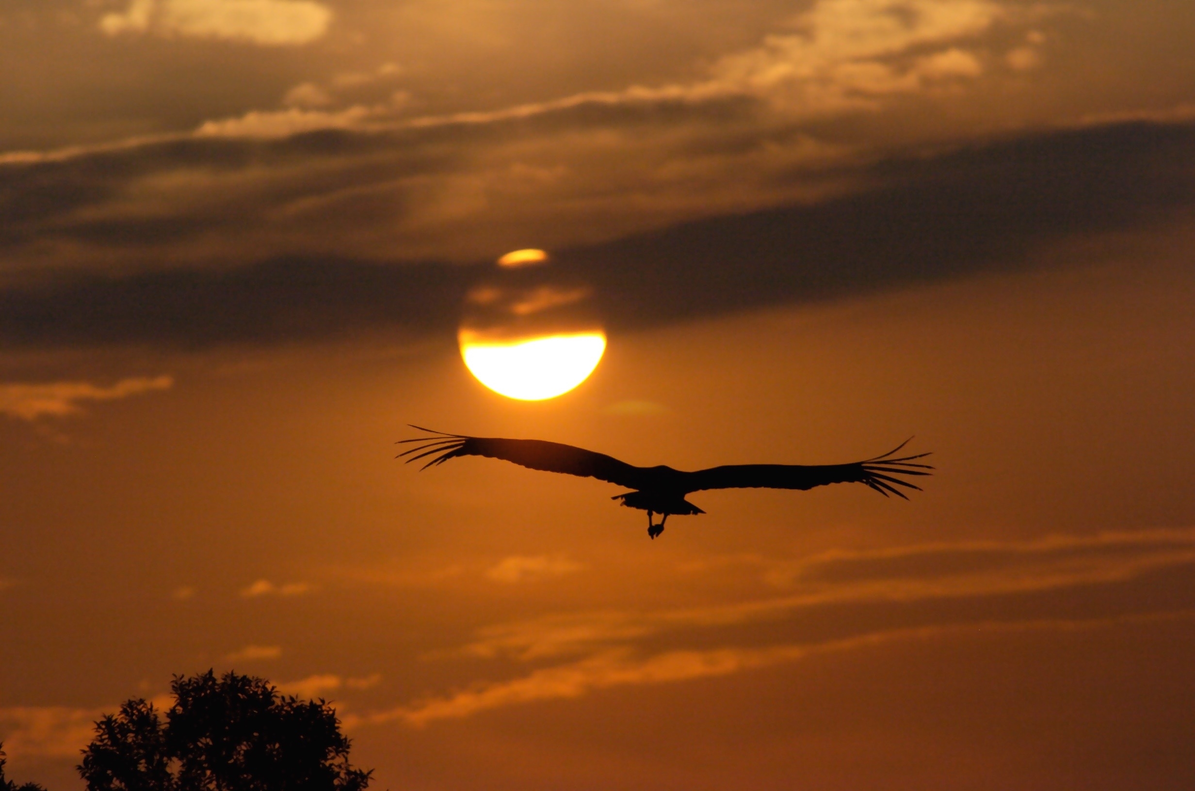Maribou Stork, Kenya