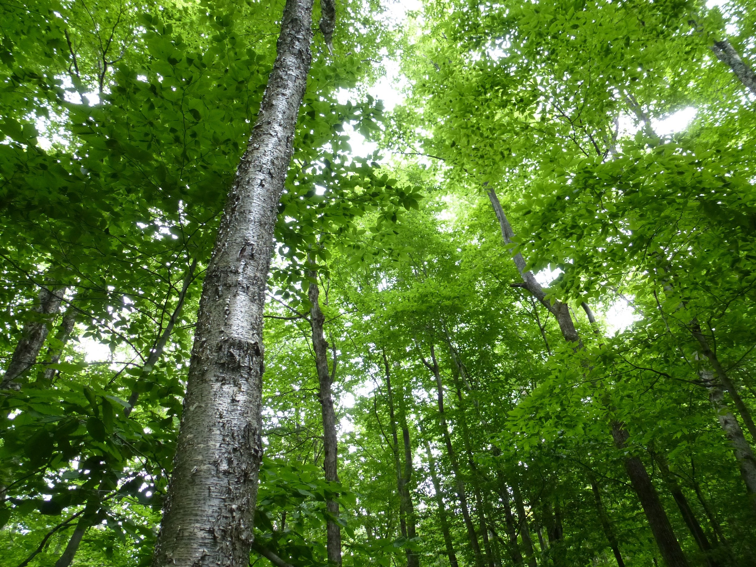 Vermont Birches
