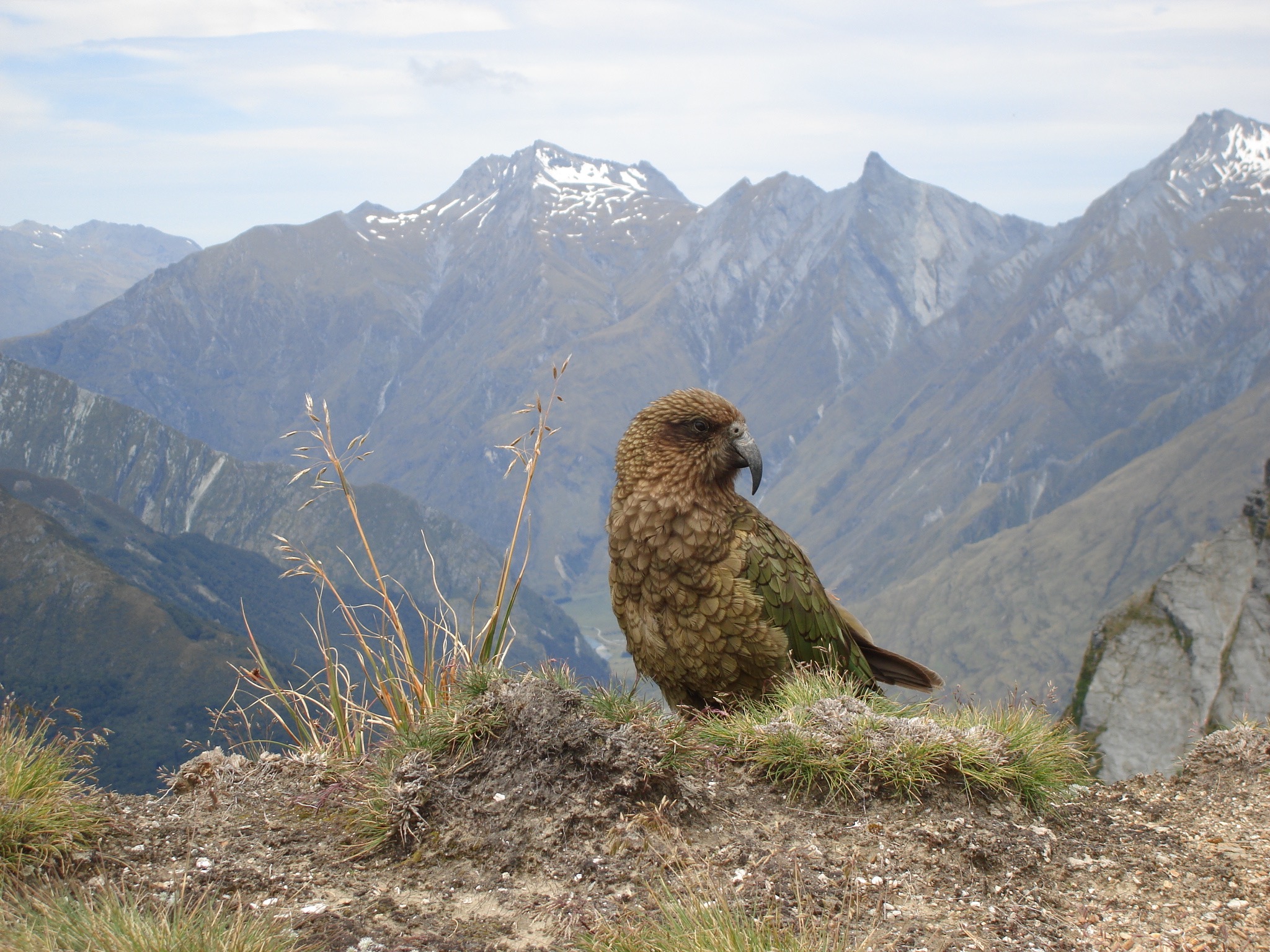 Kea, New Zealand