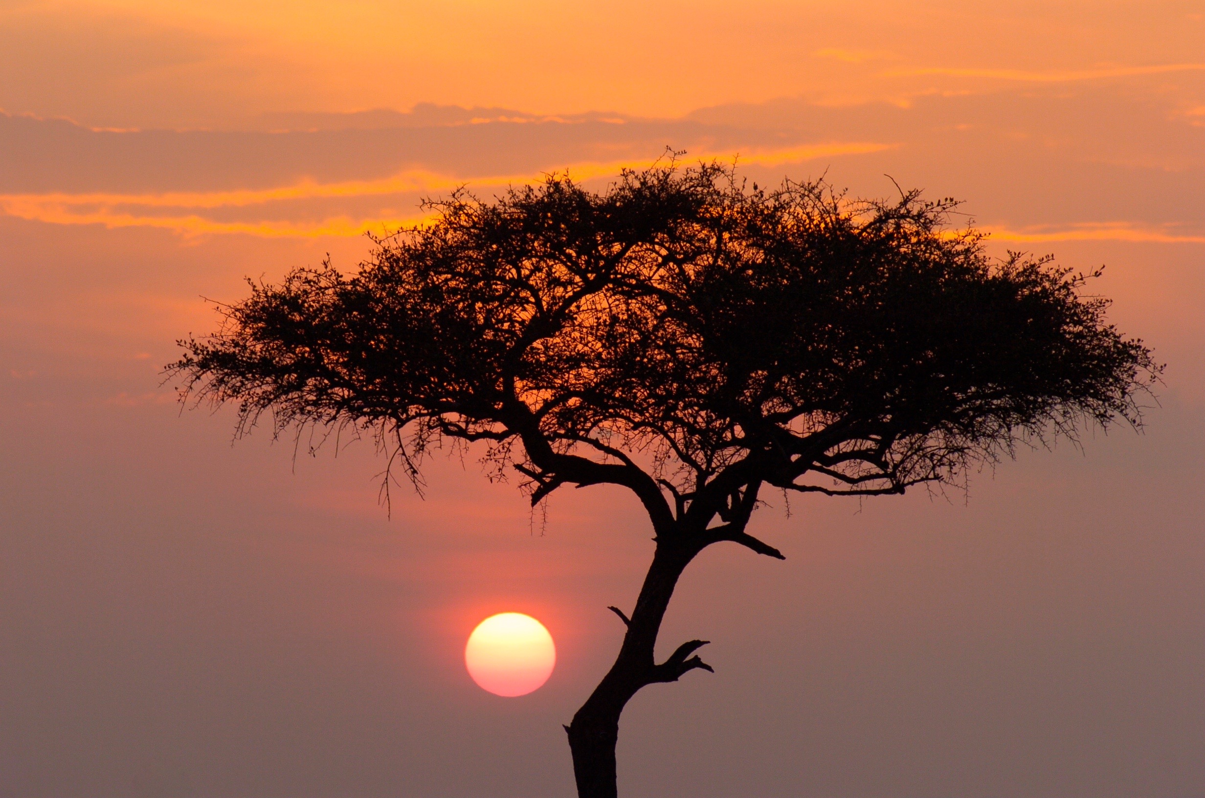 The Masai Mara, Kenya