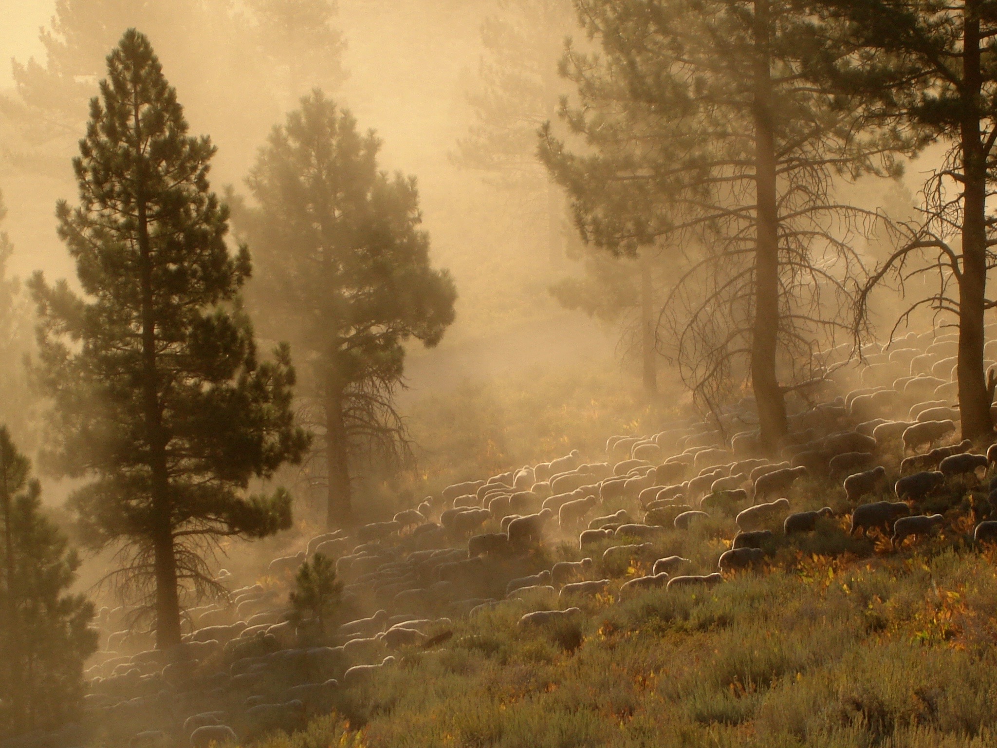 Sheep, Near Bridgeport, CA