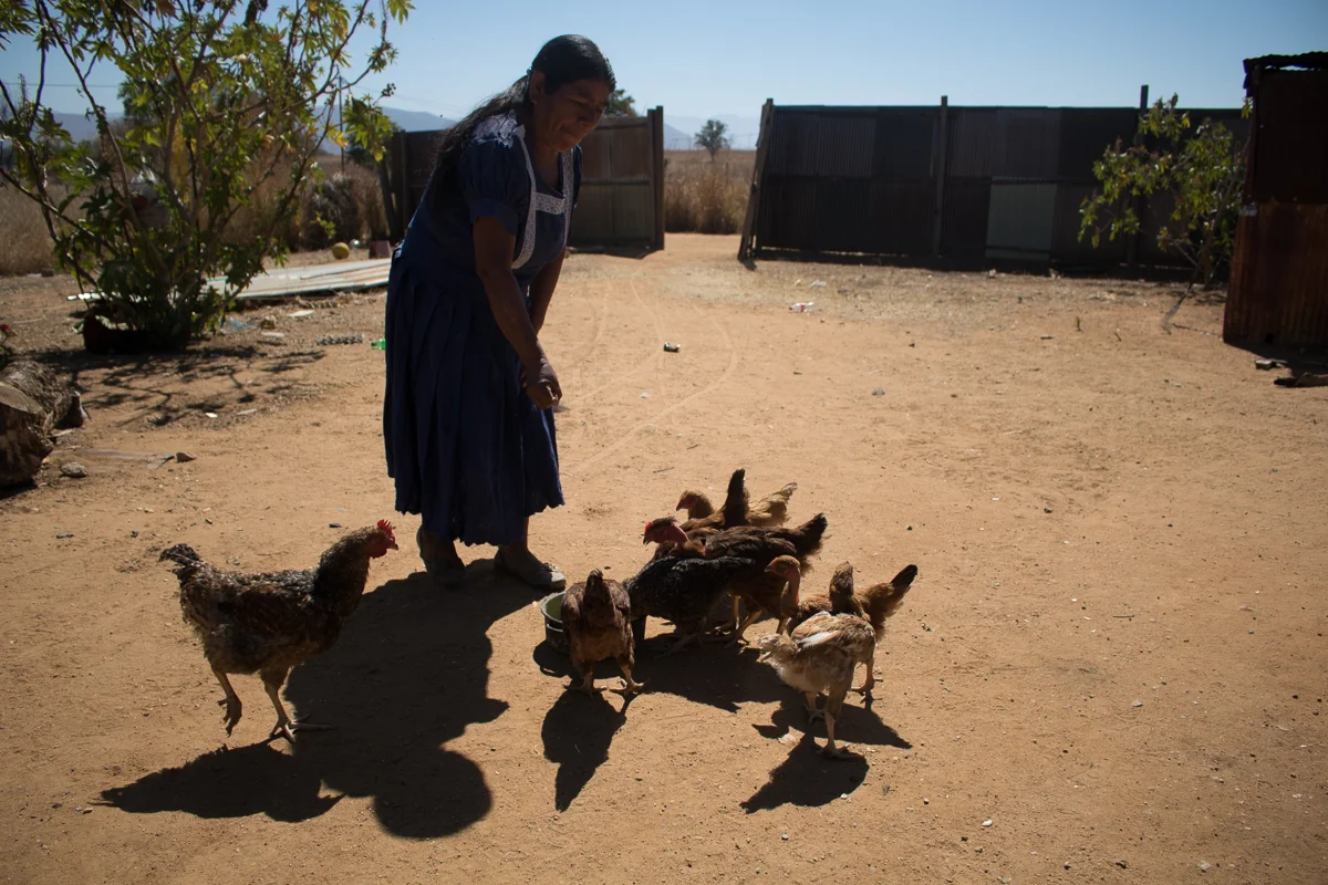 Auria Vargas, 63, feeds her family’s chickens in Zaachila, Mexico on Friday, Jan. 13, 2017.