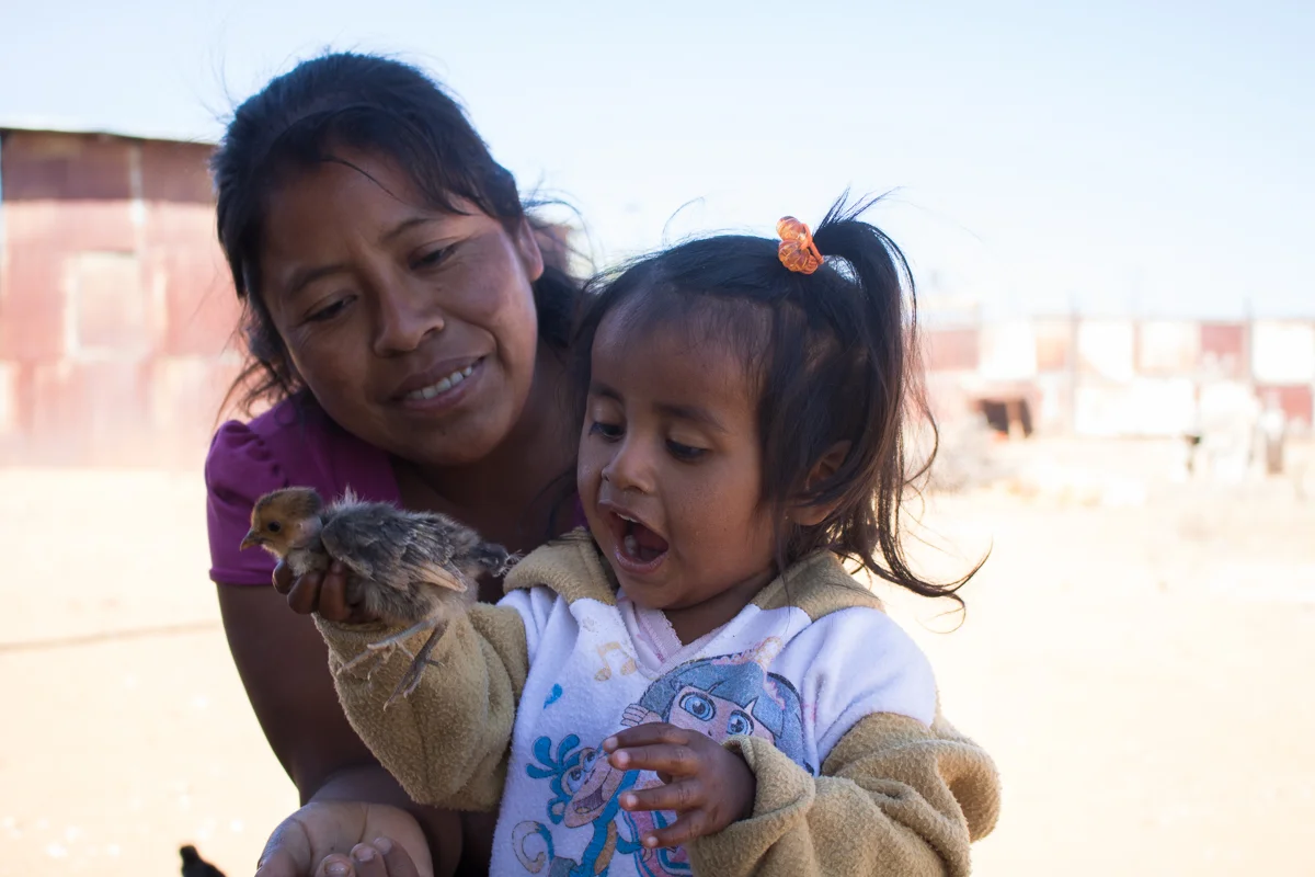 Imelda Vargas, 34, watches as her daughter, Ashliin Vargas, 2, holds one of their family’s baby chicks in Zaachila, Mexico on Thursday, Jan. 14, 2017.