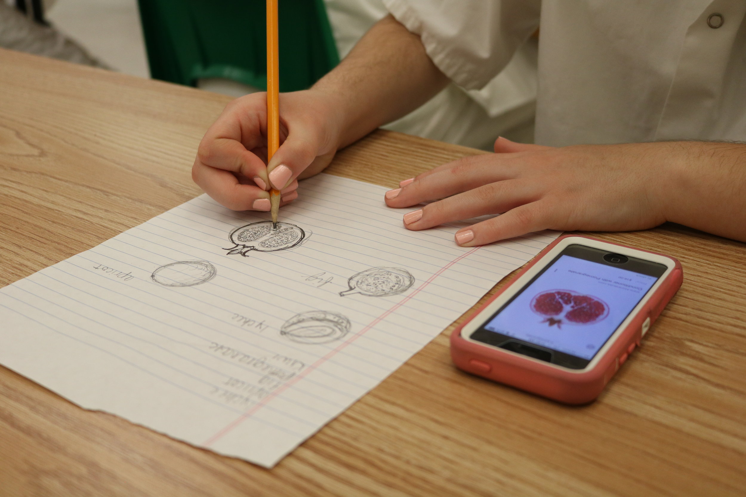   Ally Berrich, 17, sketches a pomegranate before she works on a marzipan project in her baking and pastry course at the Center of Applied Technology North in Severn, Md., on May 5, 2016.  