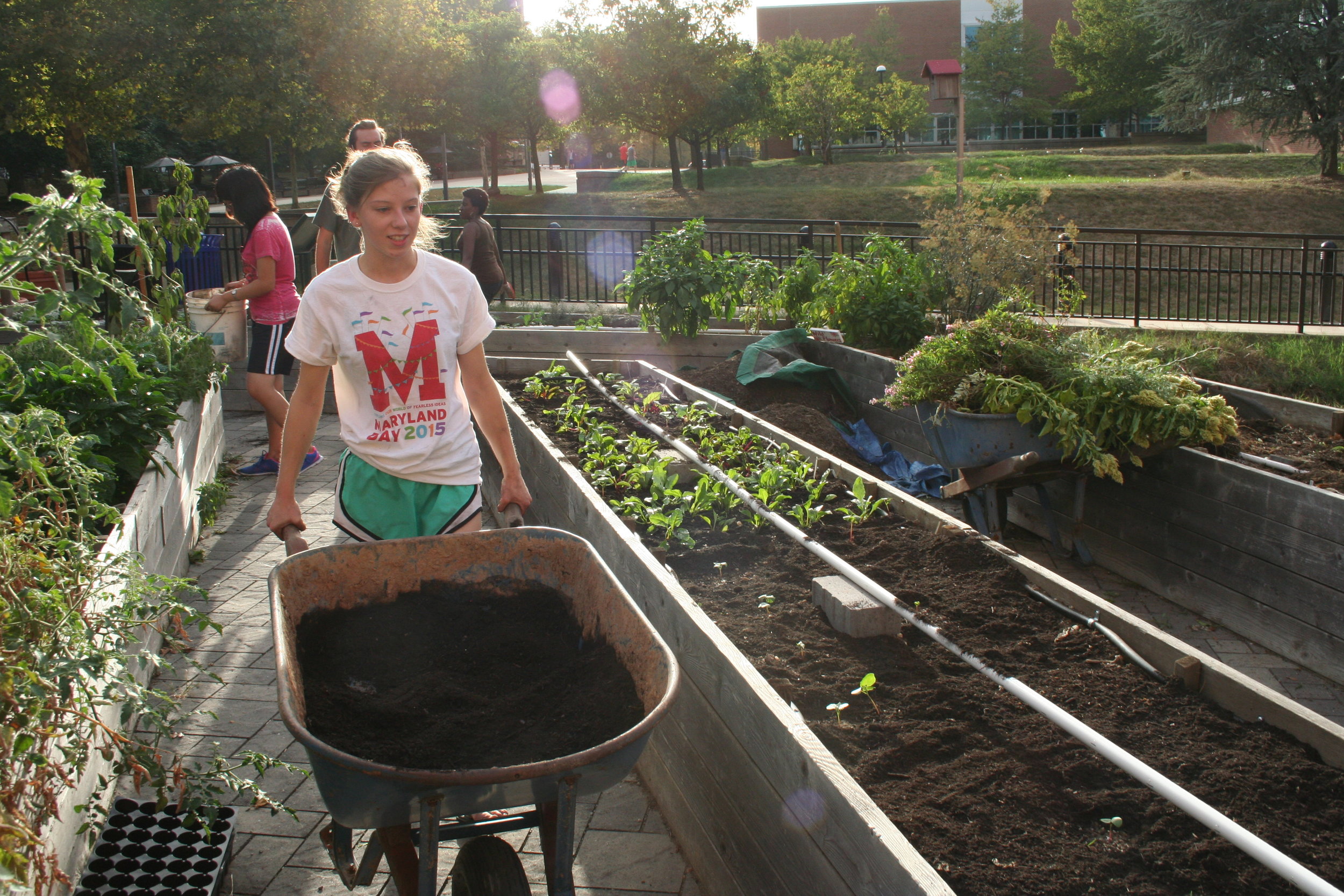  Ann Marie Huisentruit, the Public Health Garden Club president and senior elementary education major, wheels compost to the terraced area where late seasoned plantings of squash, basil, hot peppers and cherry tomatoes grow on Sept. 28, 2015. Huisent