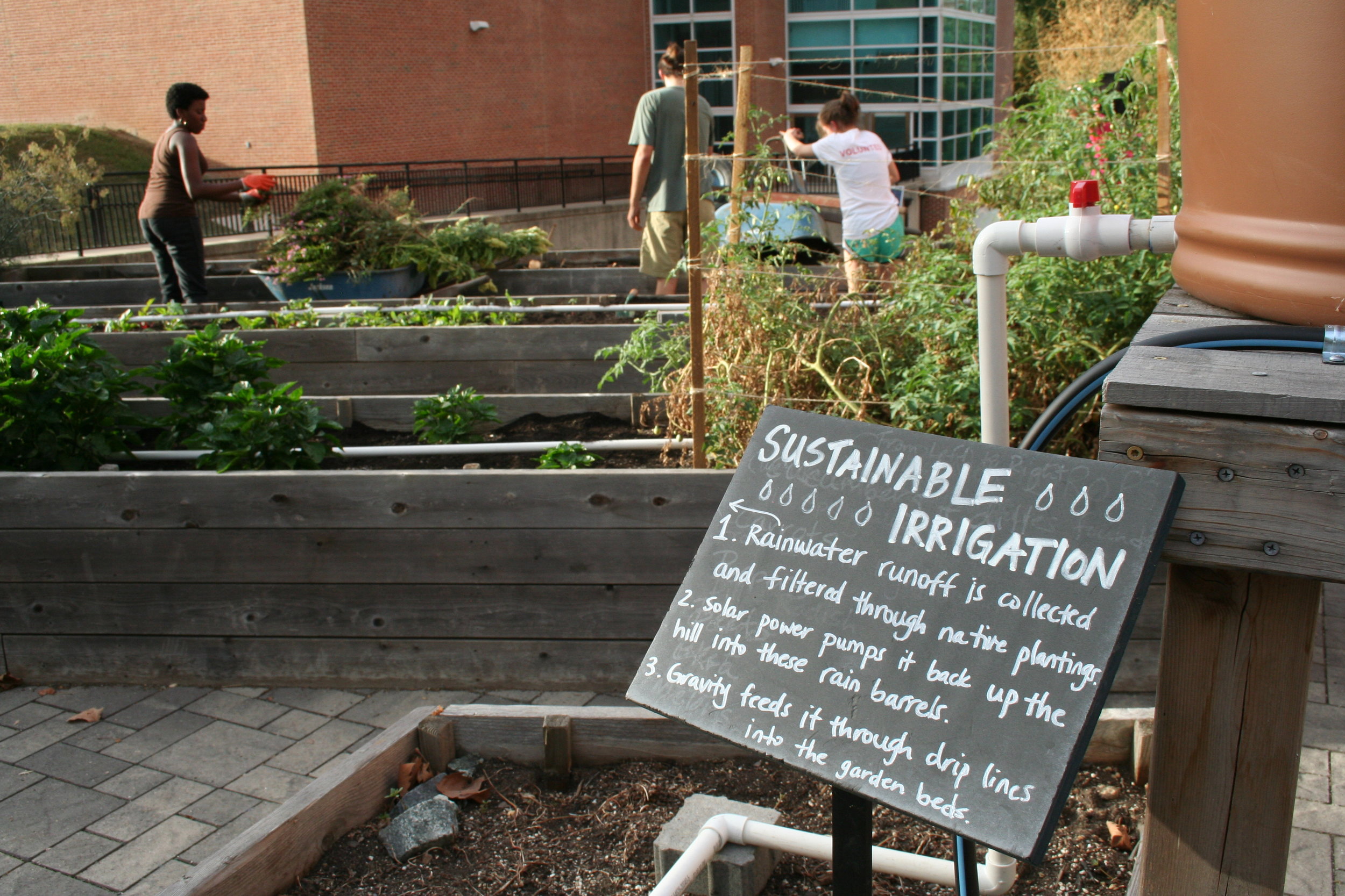  Students work in the garden terrace in preparation for the fall plants on Sept. 28, 2015. The garden was recently terraced in the spring of 2015. The club focuses on sustainable gardening practices, such as the irrigation described in the above sign