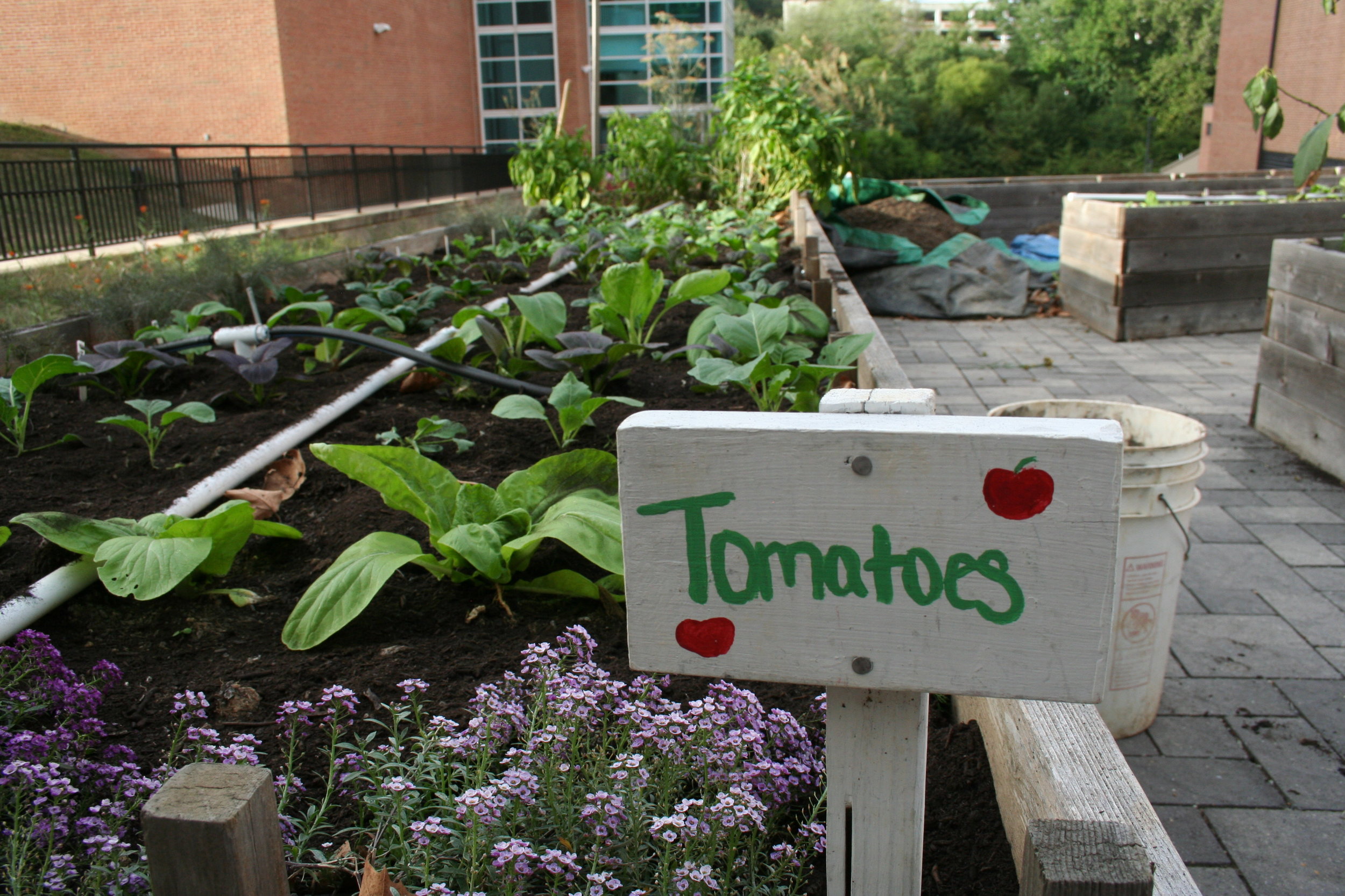  The finished tomato bed lays with fresh compost at the end of the work hour in the Public Health Garden on Sept. 28, 2015. Work hours run throughout the semester on Mondays and Thursdays from 4 p.m. to 5 p.m. Each day focuses on a new task and no ex