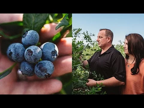 #Farm2Fan - Kingsburg's Family-Farmed Blueberries