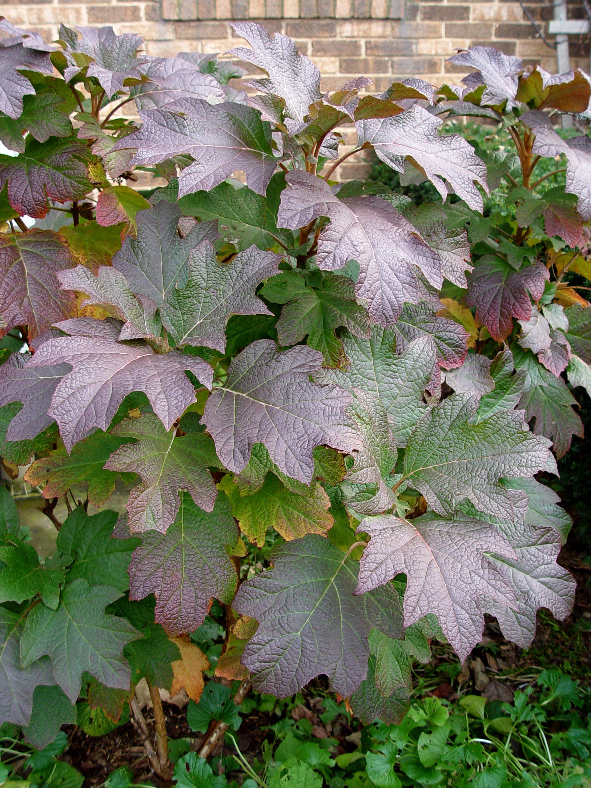 Oak Leafed Hydrangea