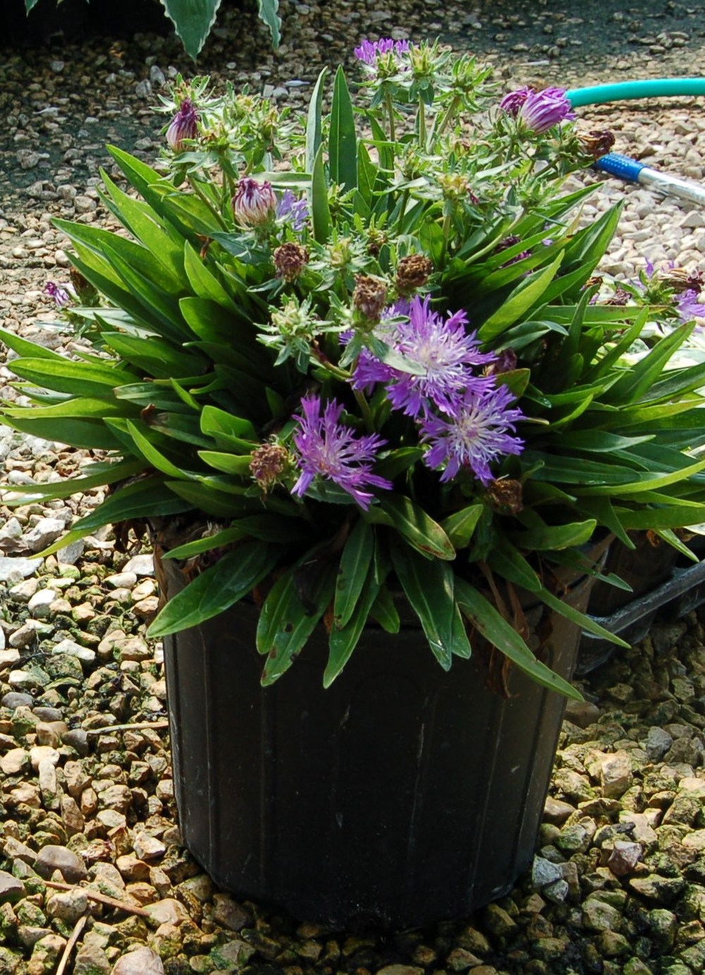 Stokesia in a Pot