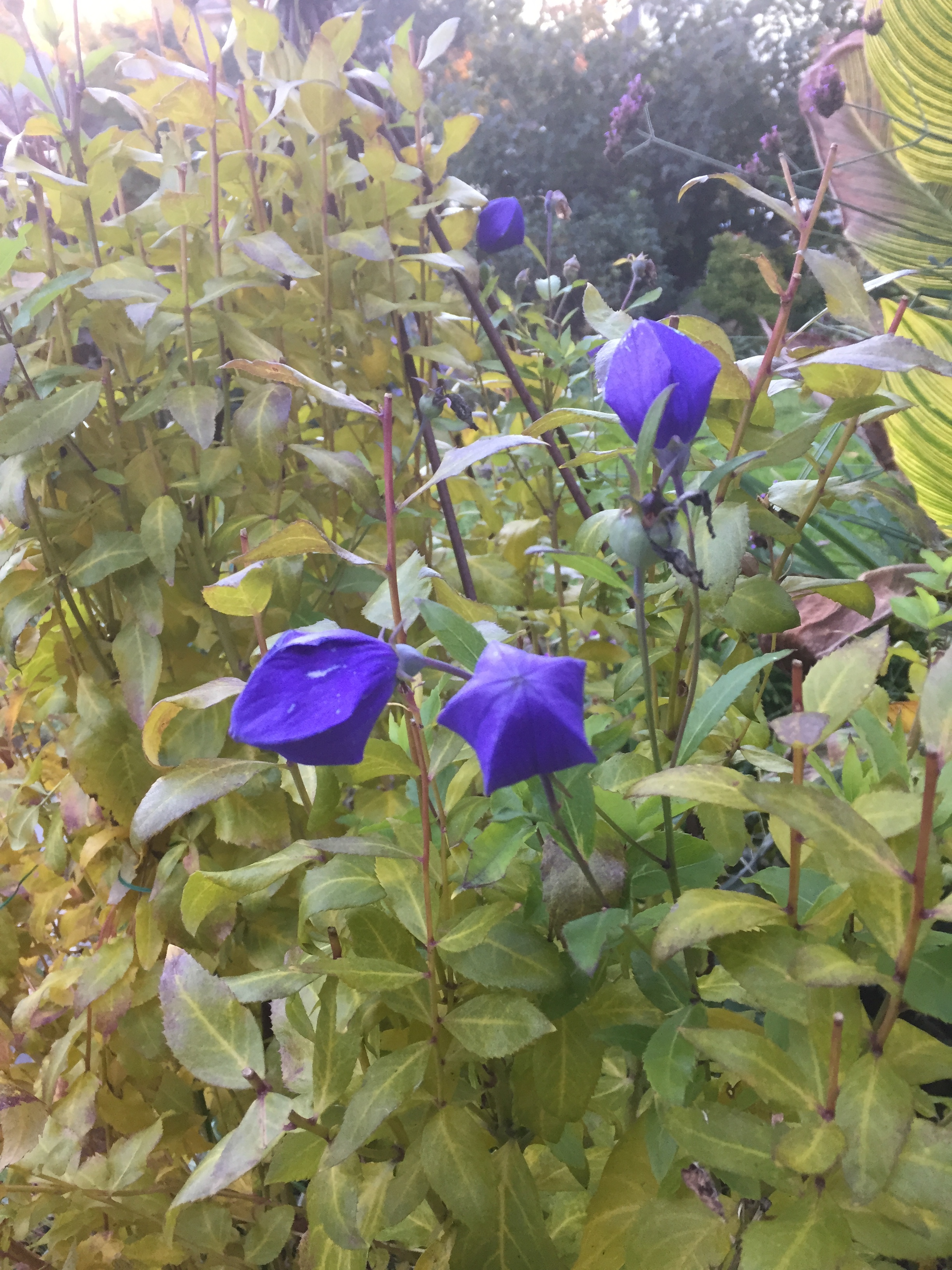 Balloon Flowers