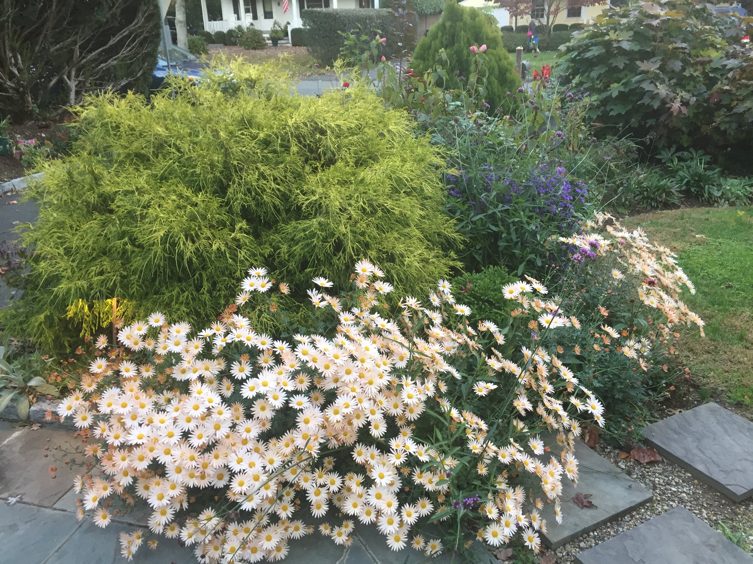 'Sheffield pink' Mum with 'Gold Mop'