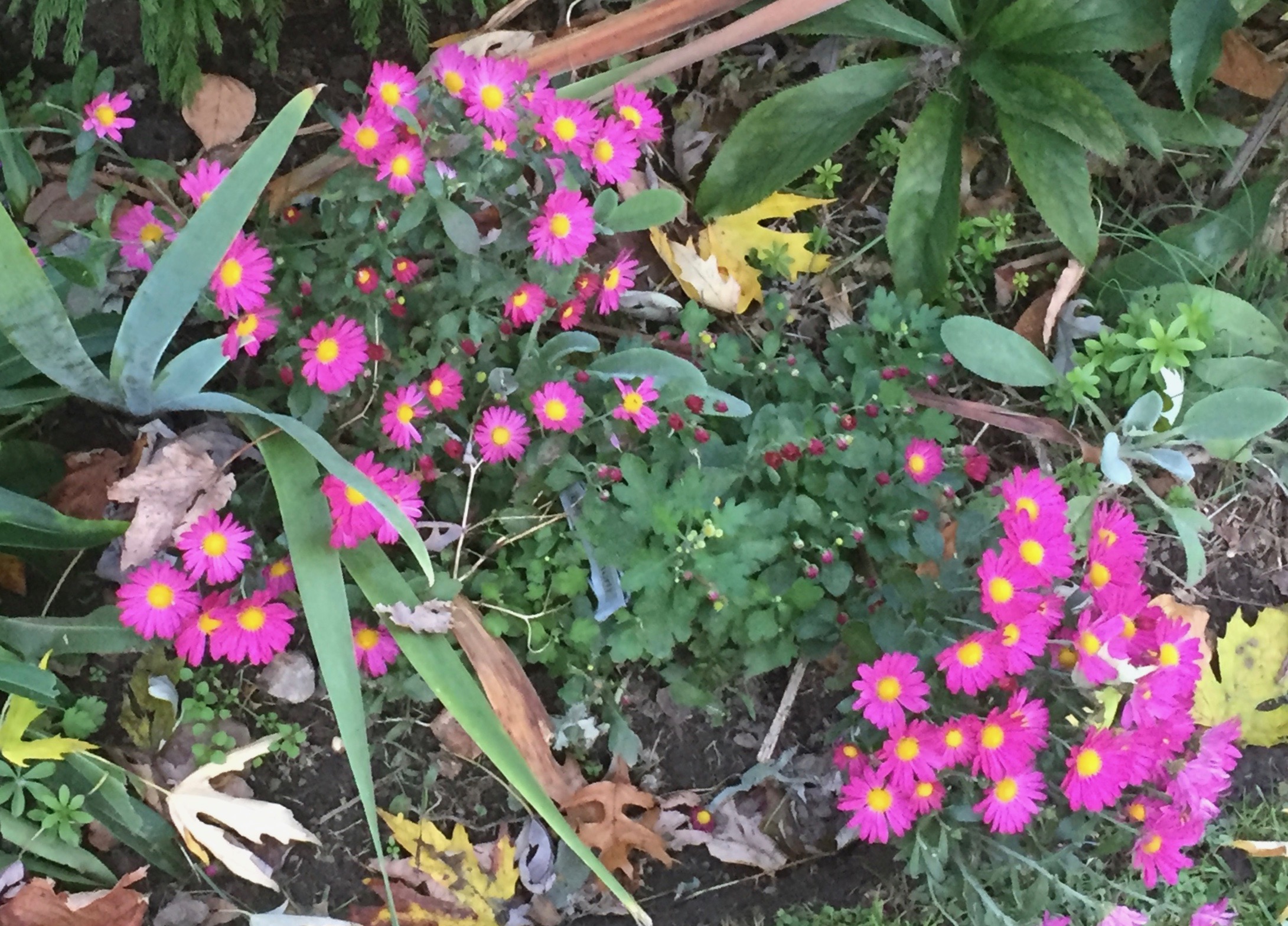 I don't know the name!
