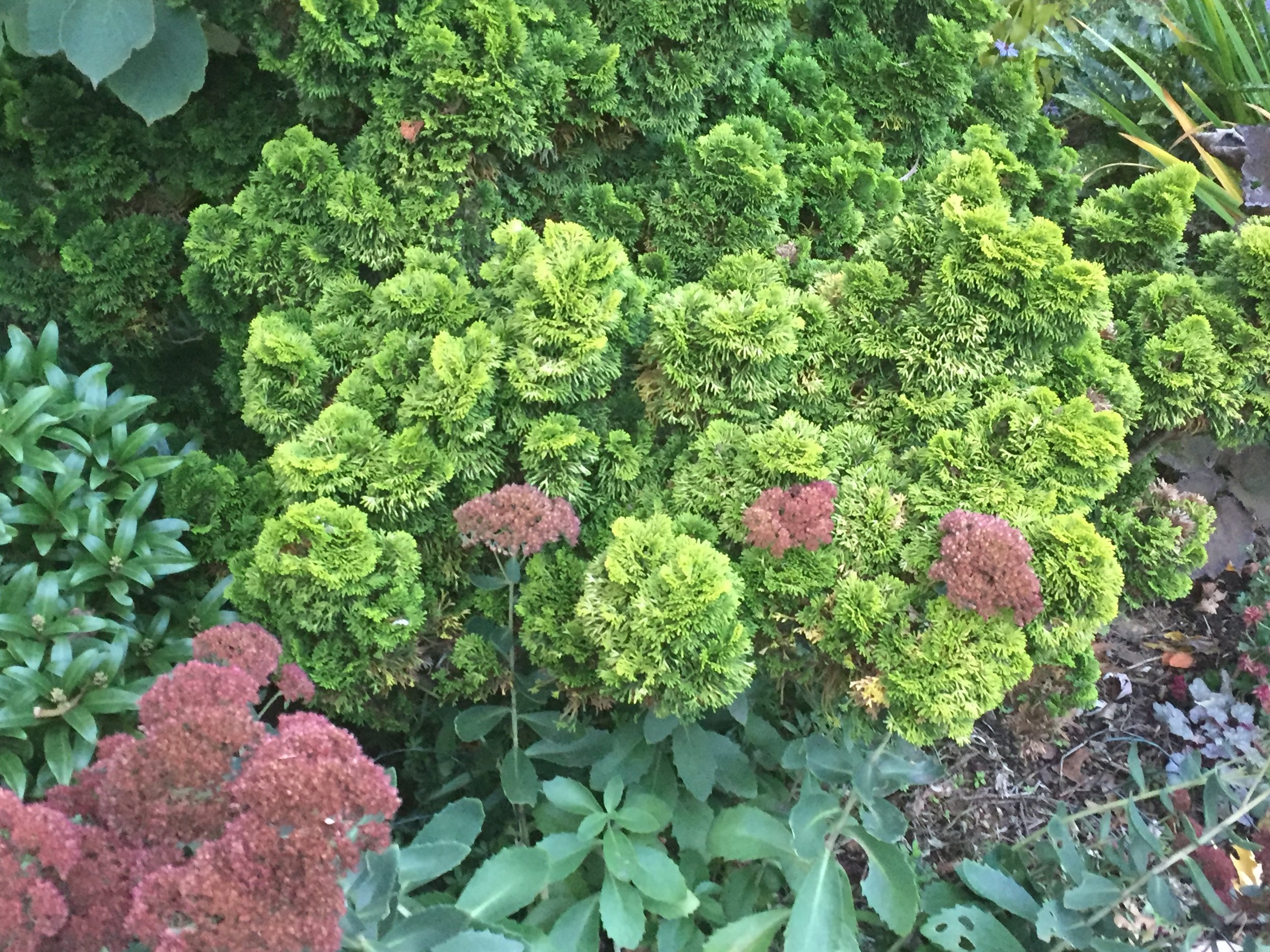 Chamaecyparis and Sedum
