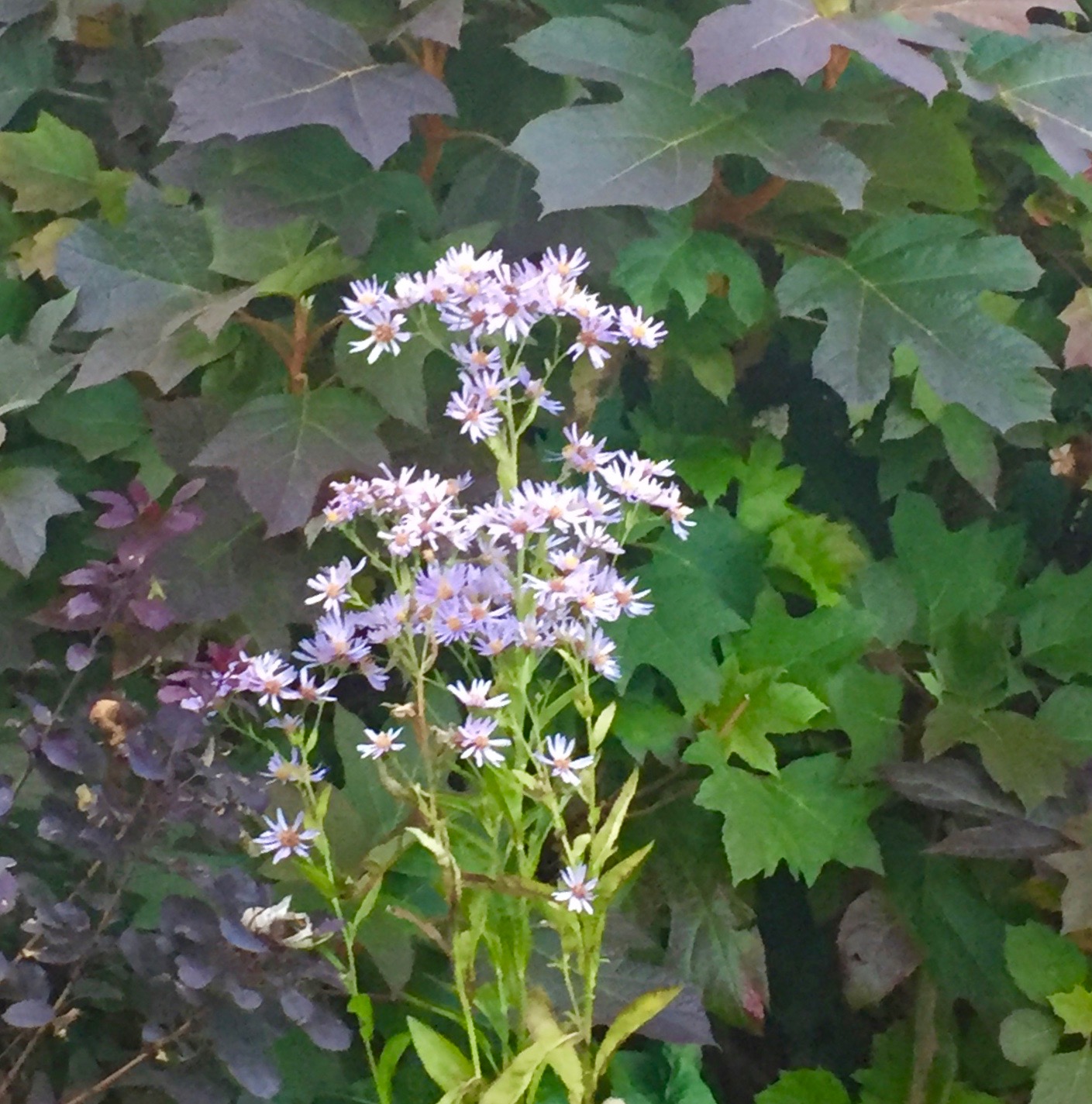 An Exotic Aster