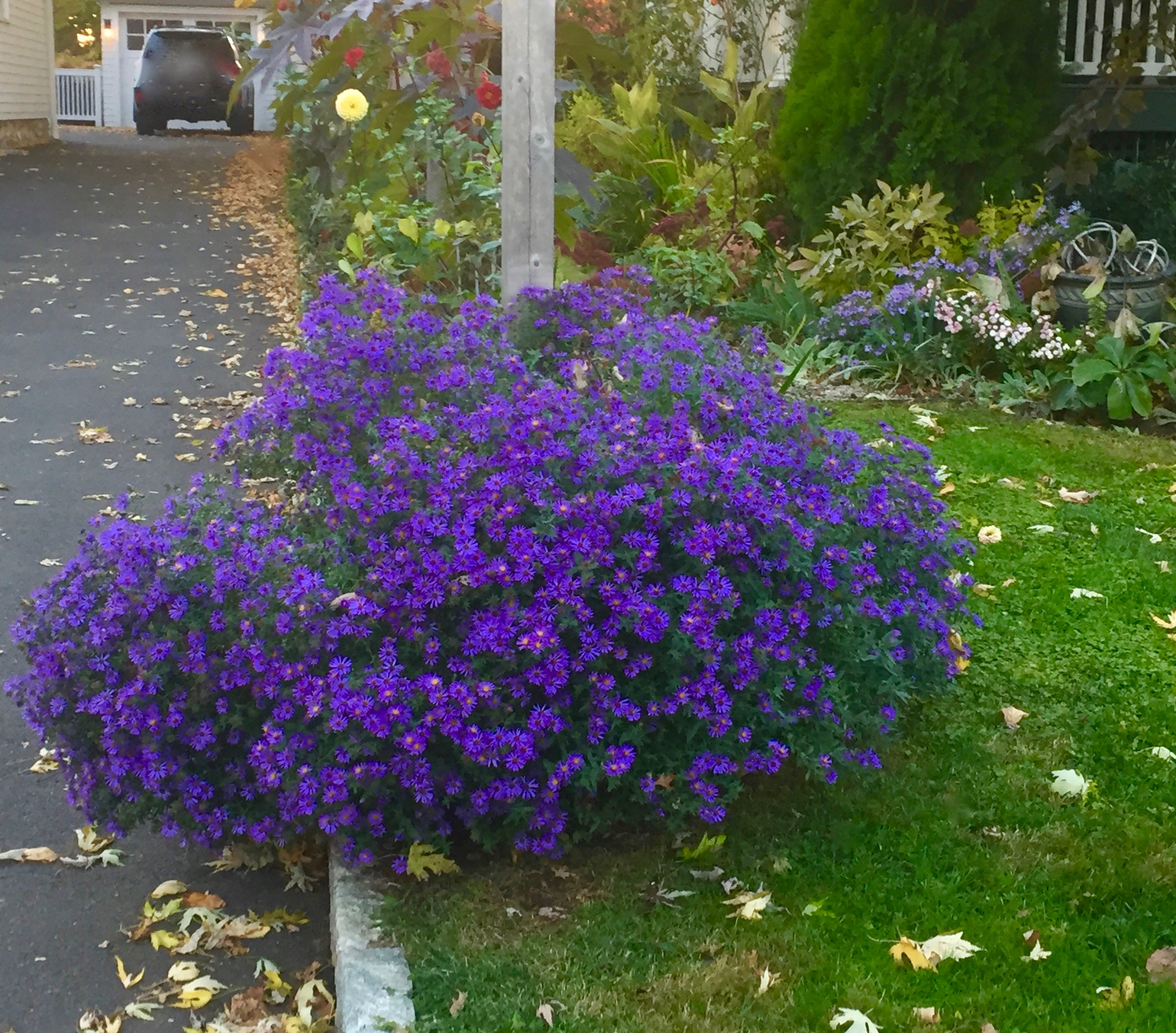 'October Skies' Aster