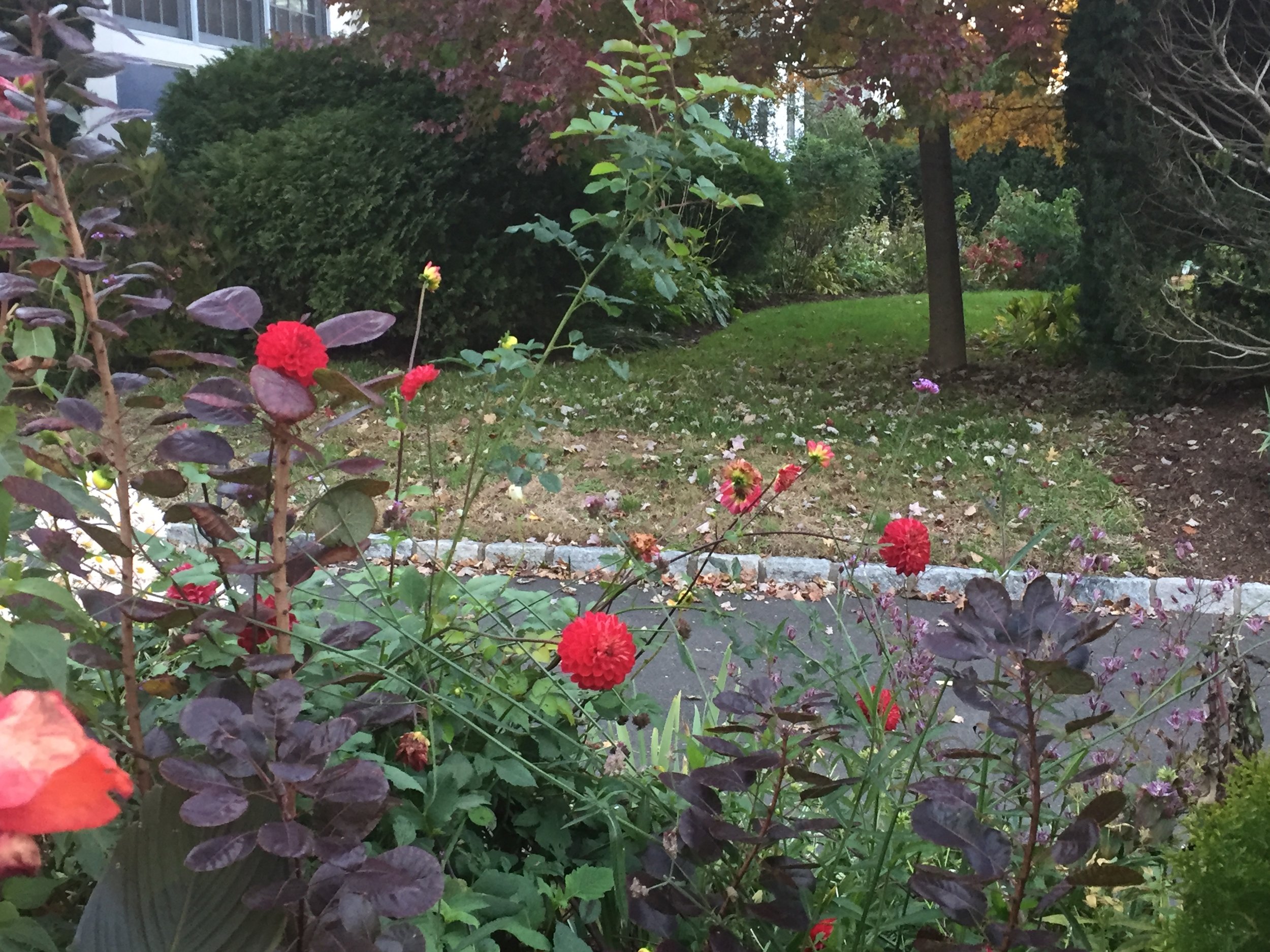 Dahlias!