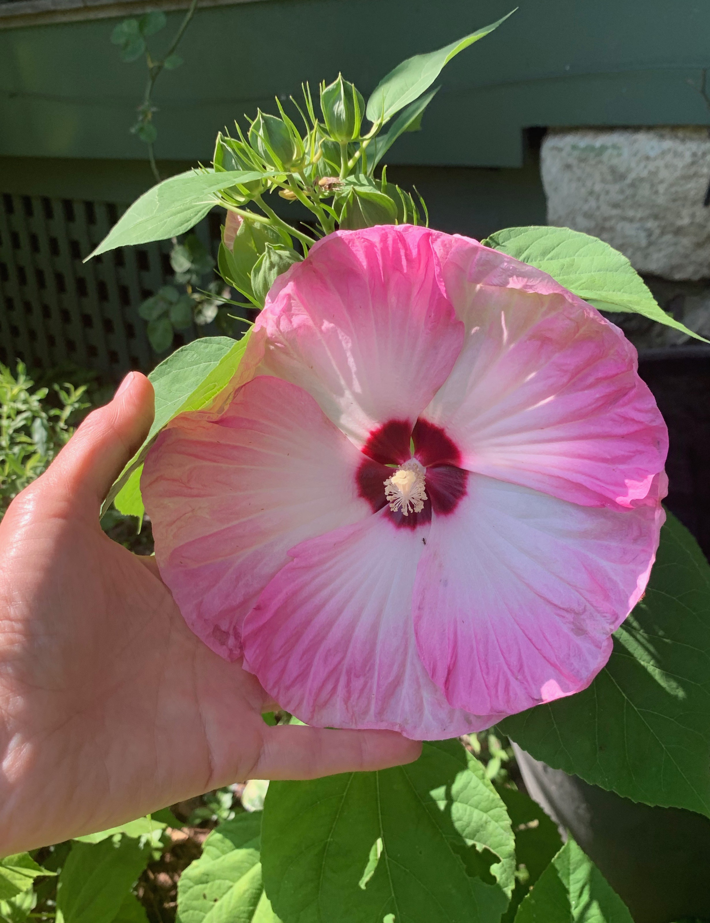 Hibiscus ‘Disco Belle’ that I grew from seed.