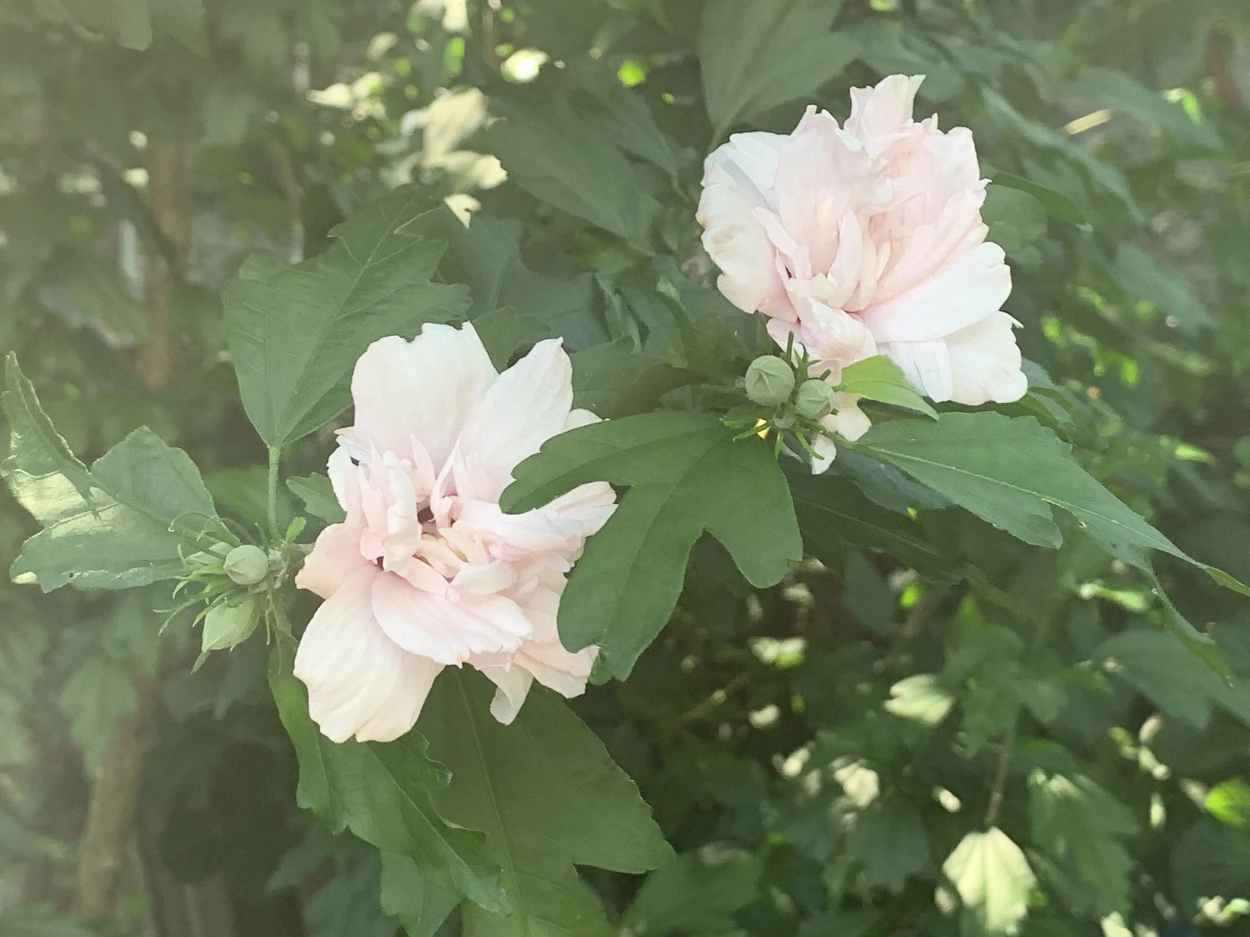 Double pink flowers on a 15’ hibiscus shrub. The shrub is less than 8’ wide and grows in deep shade.