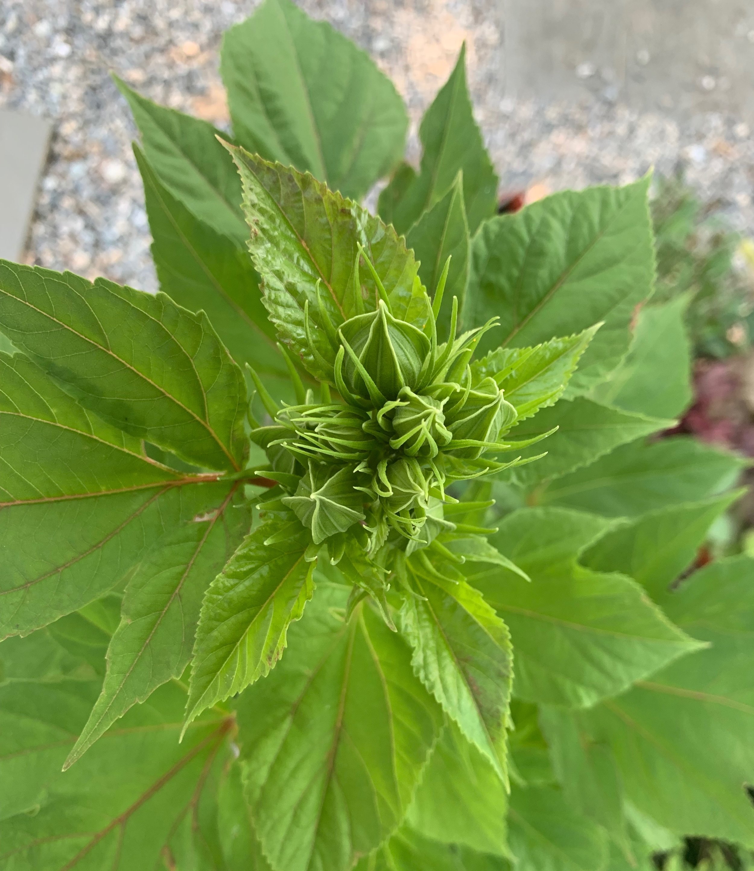 Lots of ‘Disco Belle’ buds, ready to bloom.