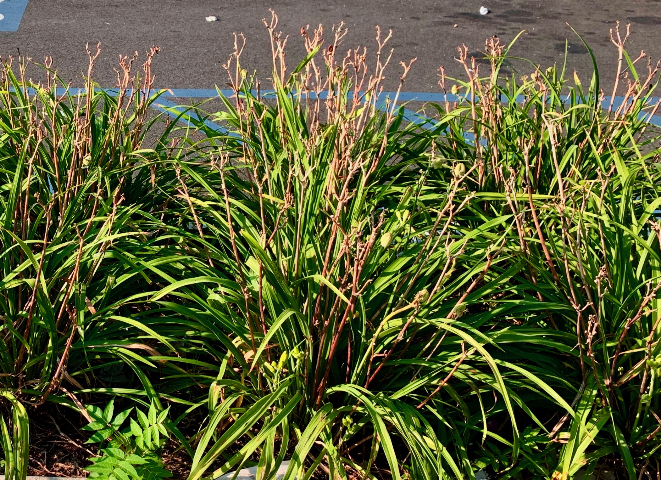 Dead flower stalks