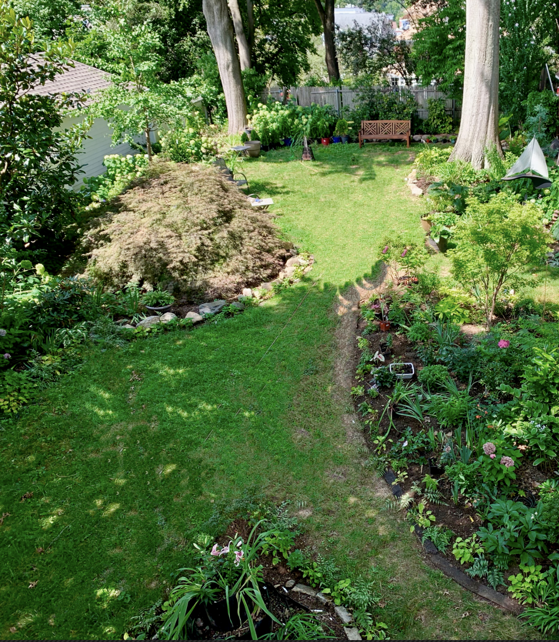 My back garden has plenty of shade throughout the day. I have huge trees, so every part is shady at some point. The lawn gets no attention at all (not even mowing). It’s not green velvet, but it is better for the environment the ultimate in low maintenance.