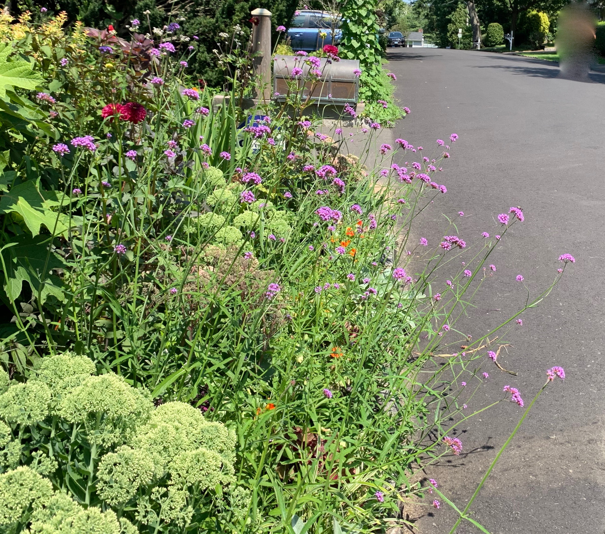 Verbena bonariensis is a late blooming treat for gardeners and butterflies. Sedum ‘Autumn Joy’ aren’t in bloom, but the foliage and buds look fresh all summer.