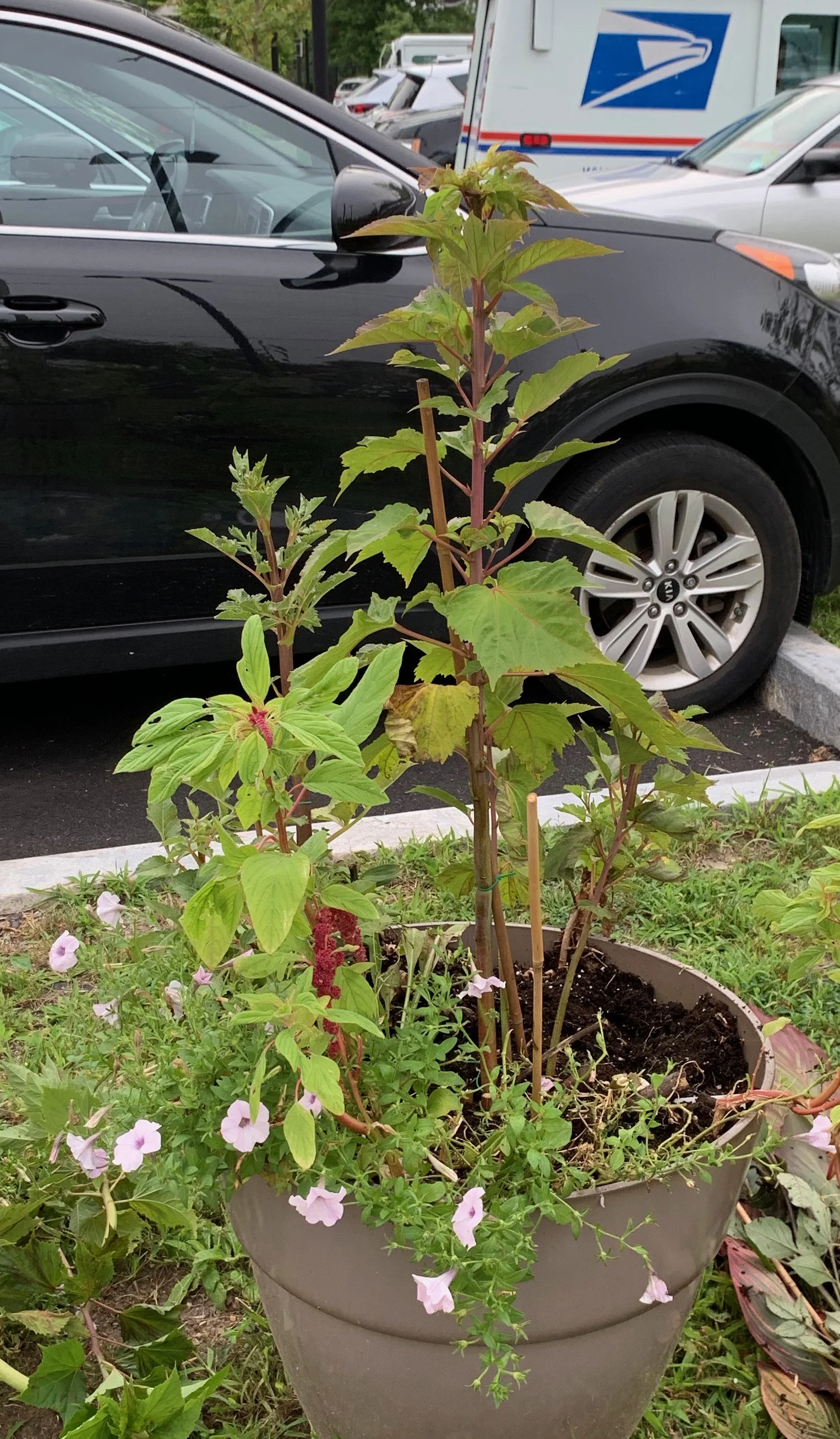 I cut down all of the shrub except a single stem. I could have cut it all back, but I wanted to leave a stem to continue to feed the roots.