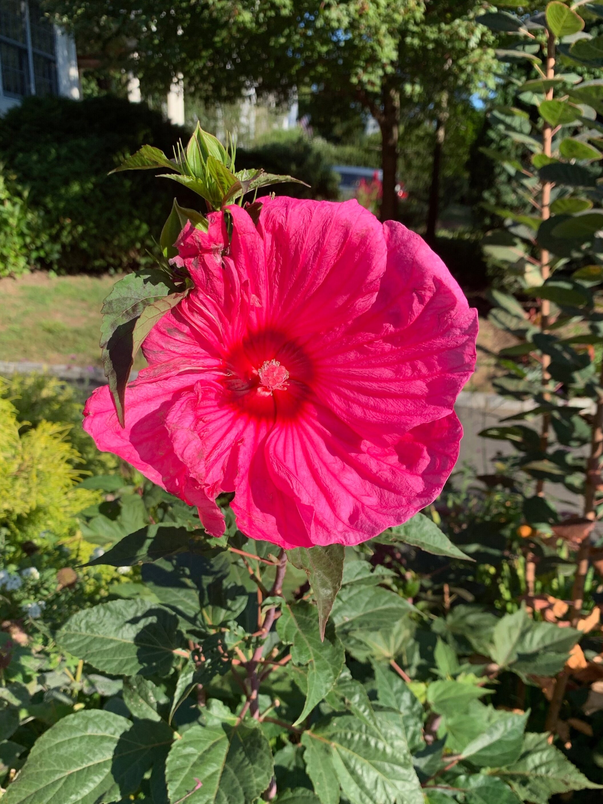 Hardy Hibiscus