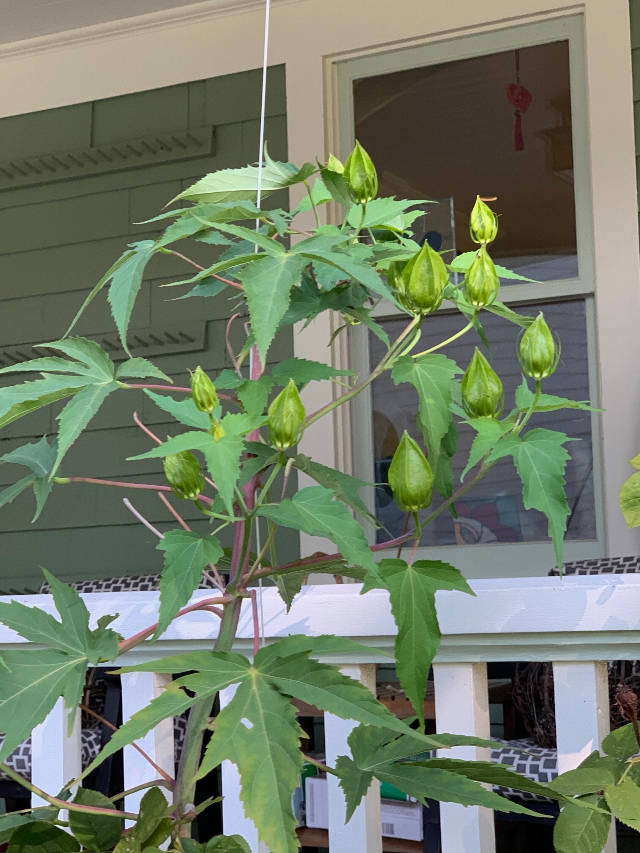 Buds on 'Lord Baltimore'