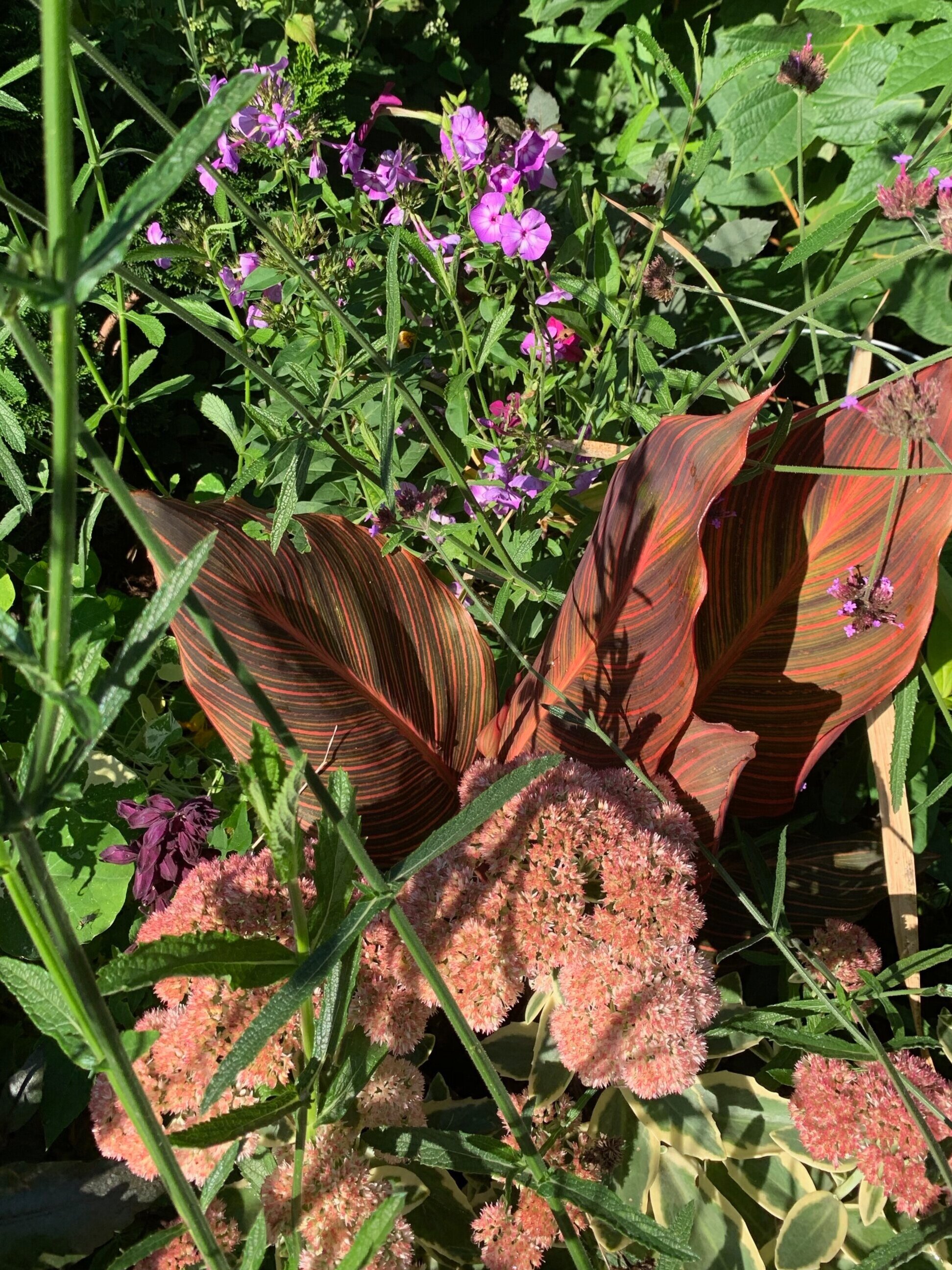 Phlox, Canna, Sedum